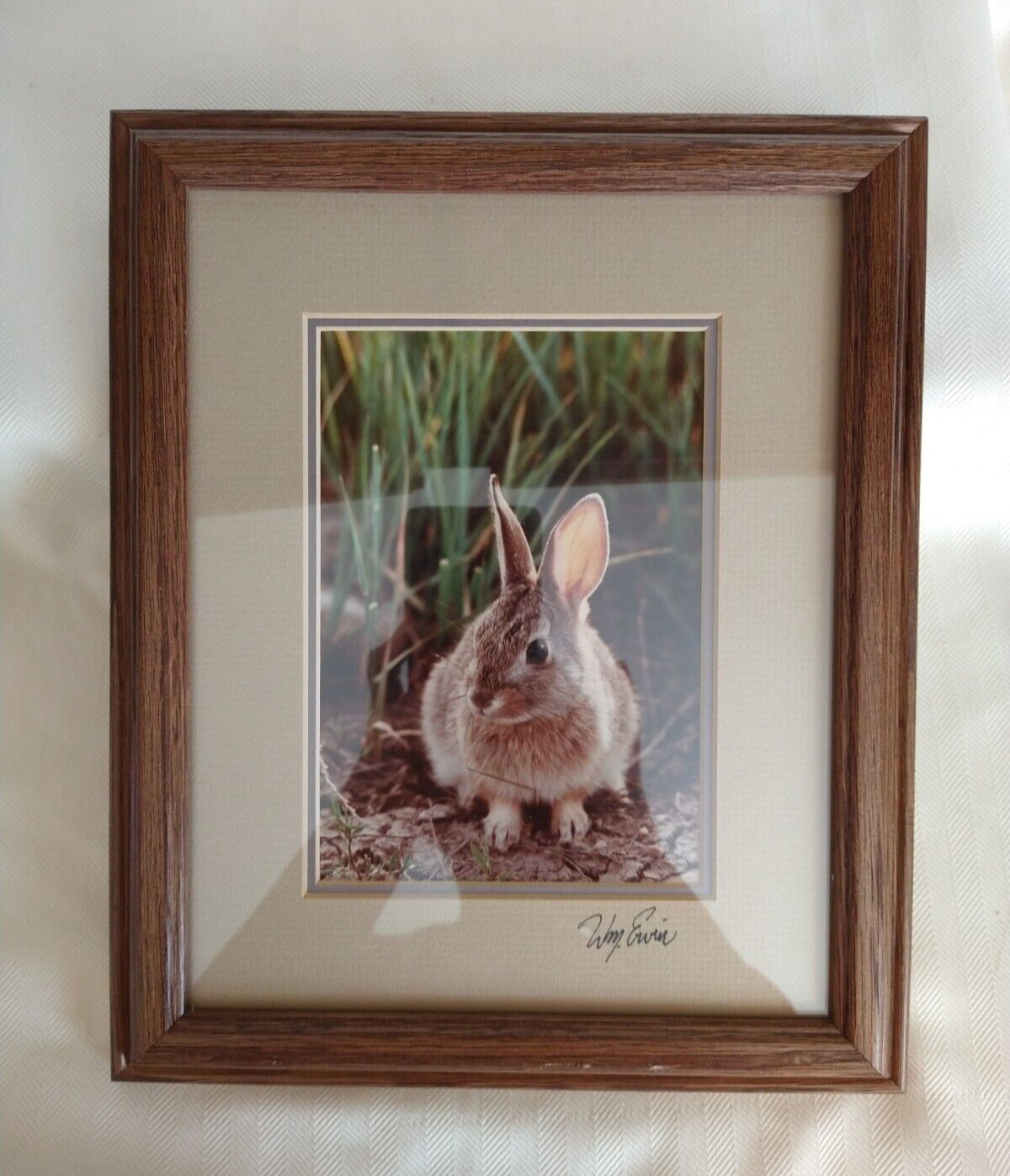 “Natural Imagery” Photography by William Ervin: Desert Cottontail