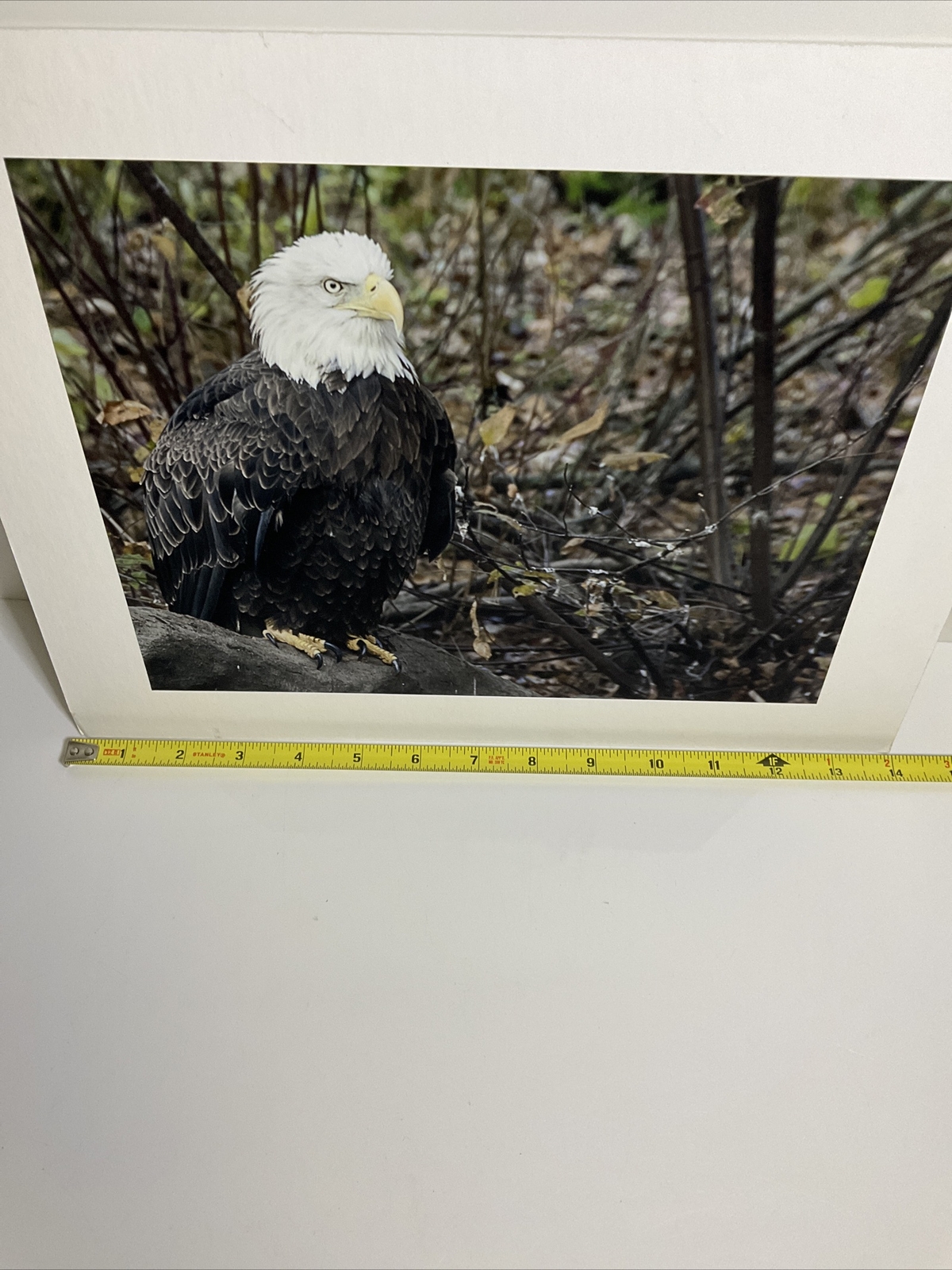 Double-Matted Photo of Eagle 14”x11”Signed by Avery Eden January 16 2013