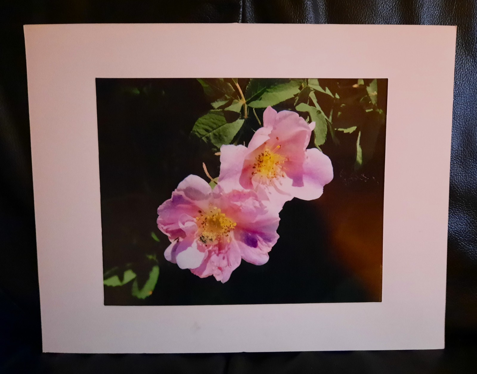 Matted Photograph: Wild Prairie Roses