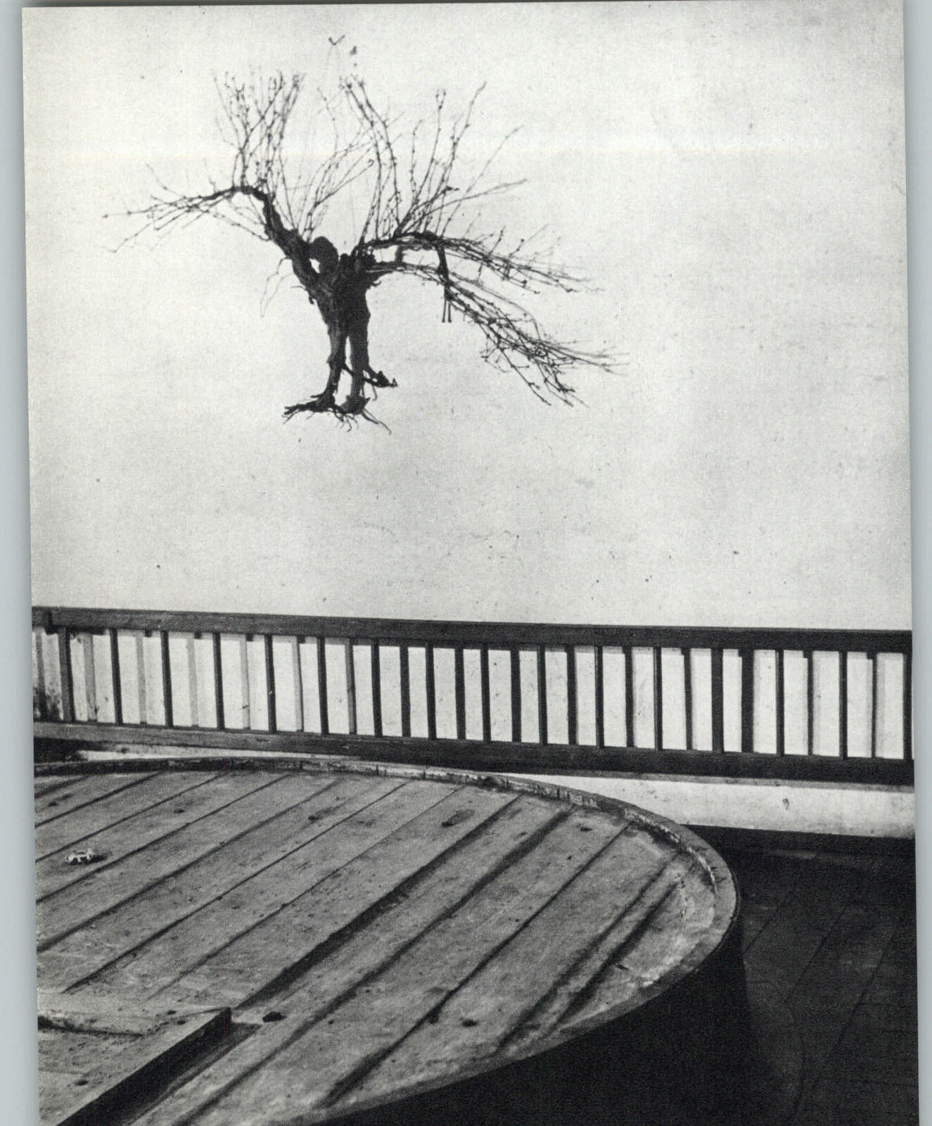 1955 1968 Brassai Grape Vine Stock Roots Wine Cellar Art Photo Photogravure