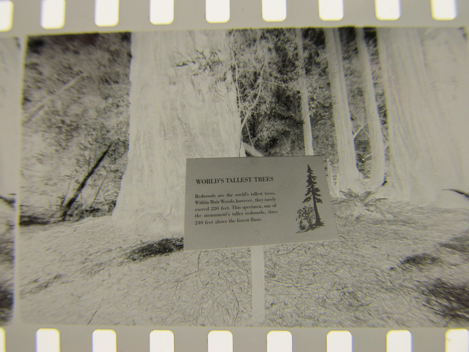World’s Tallest Tree USA 1981 Wilfried Bauer Photographer 7 x Negative Stripes