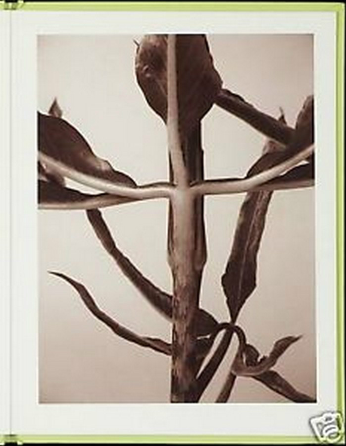 RON VAN DONGEN: One Picture Book Ltd Ed SIGNED w Photo ‘Arisaema Angustatum’ NEW
