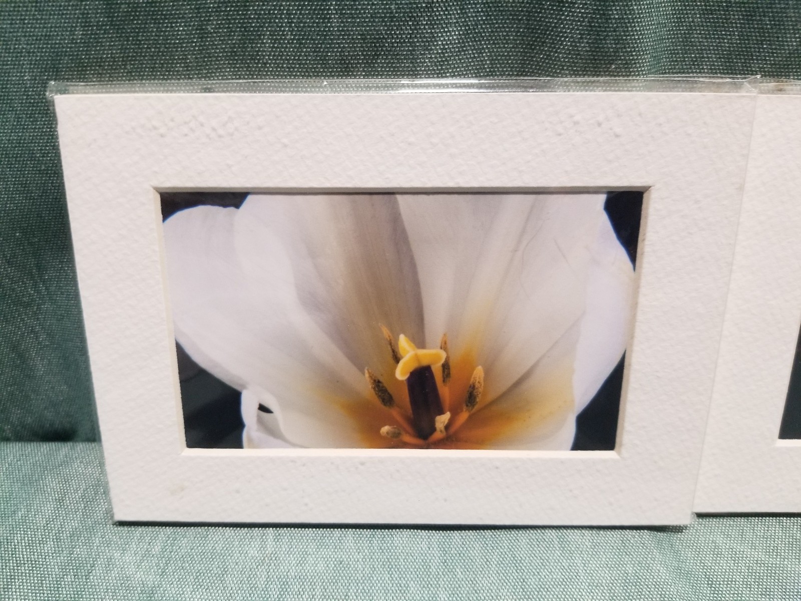 New Lot of 4 Matted 5×7 Photo Fine Art Print spring flower Tulip White Red