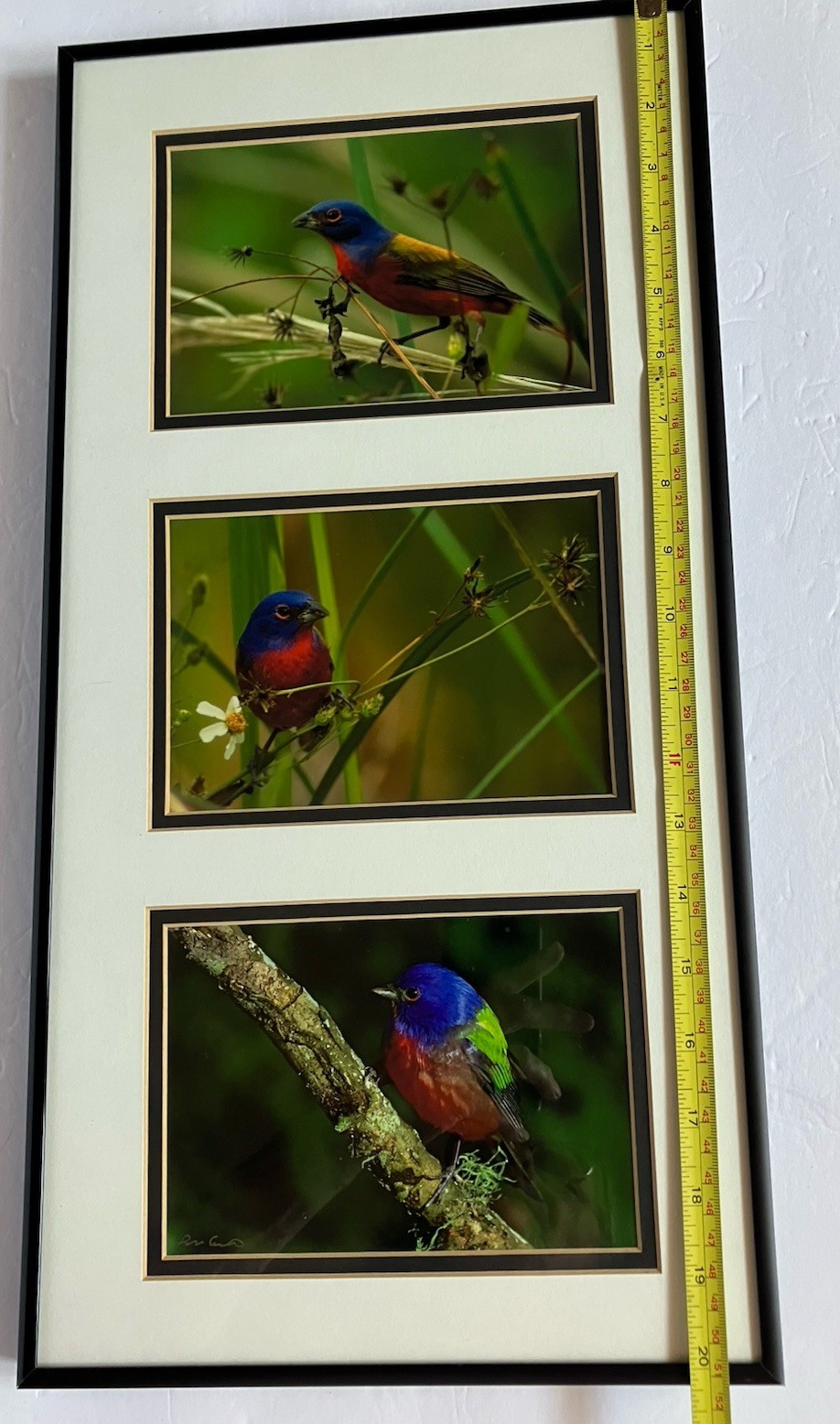 Framed/ Matted Photographs Painted Buntings Signed 20 X 10 Inches