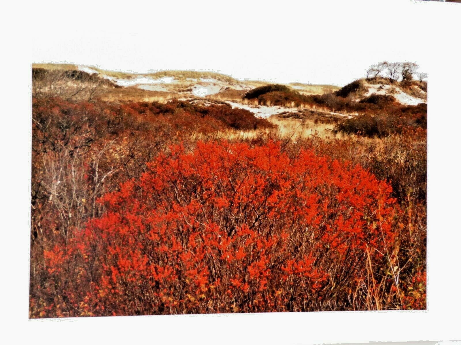 John R. Wells, Cibachrome, Landscape Parker River Nature Refuge, Plum Island, MA