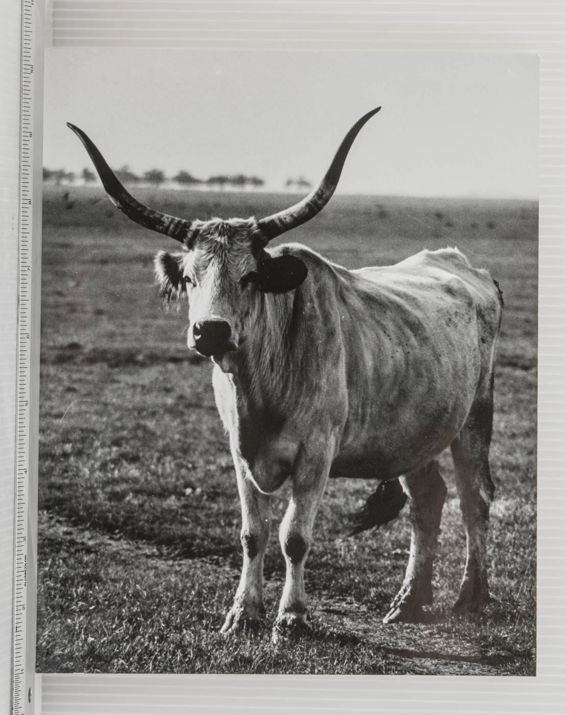 Black & White Longhorn Steer Cattle Art Photograph Print Hungarian