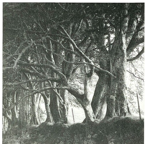 Lynn Geesaman 1994 Art Show Announcement Card – PPOW Gallery NYC Photography