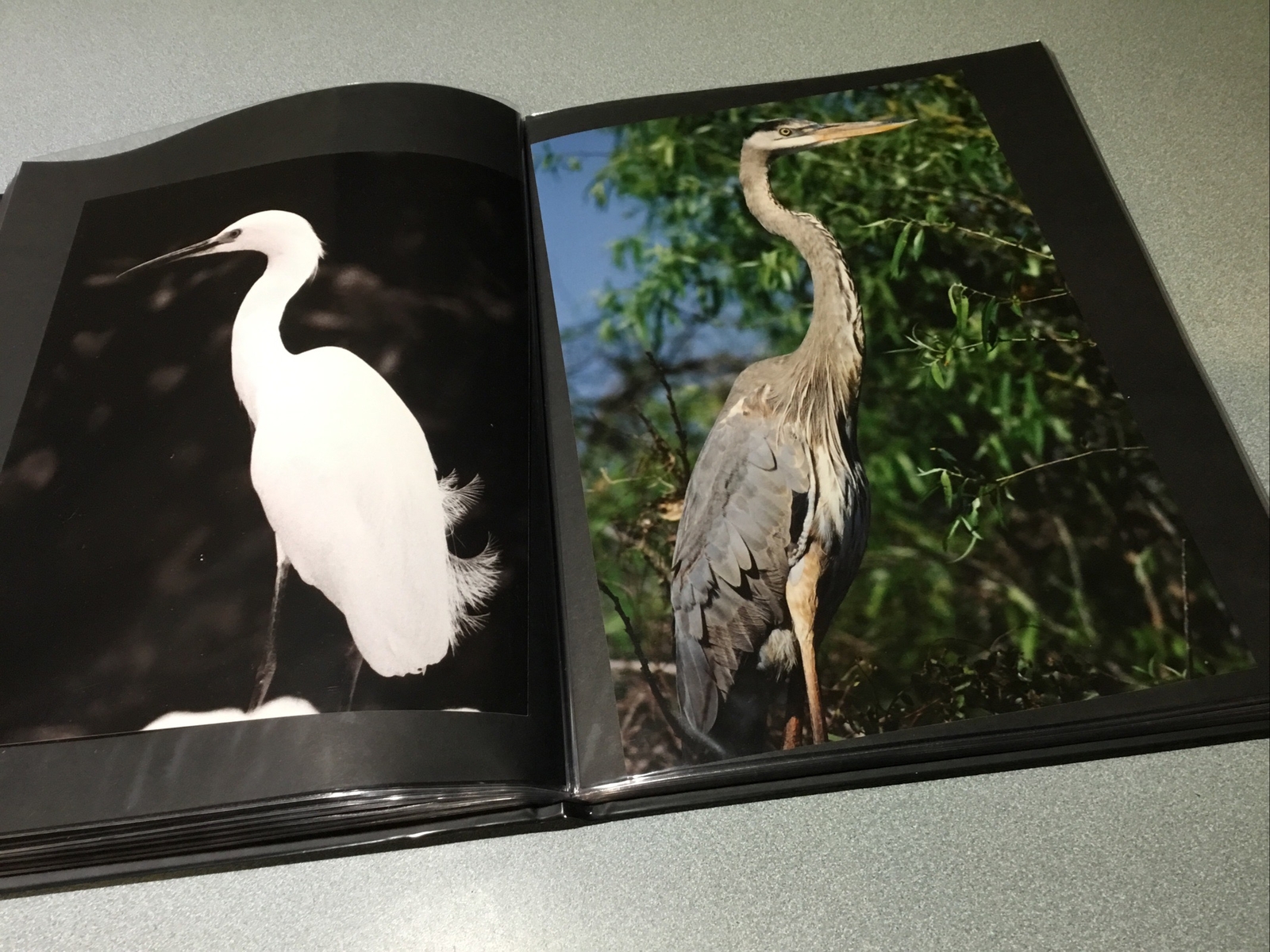 PORTAFOLIO EVERGLADES Wildlife Nature Original 32 Photos in FUJIFCOLOR PAPER