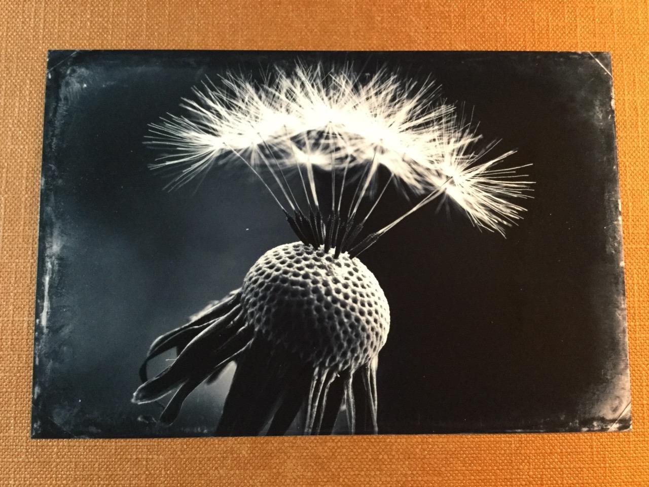 Bloomed J Edwards Original Art Tintype Limited Series From Artist C049