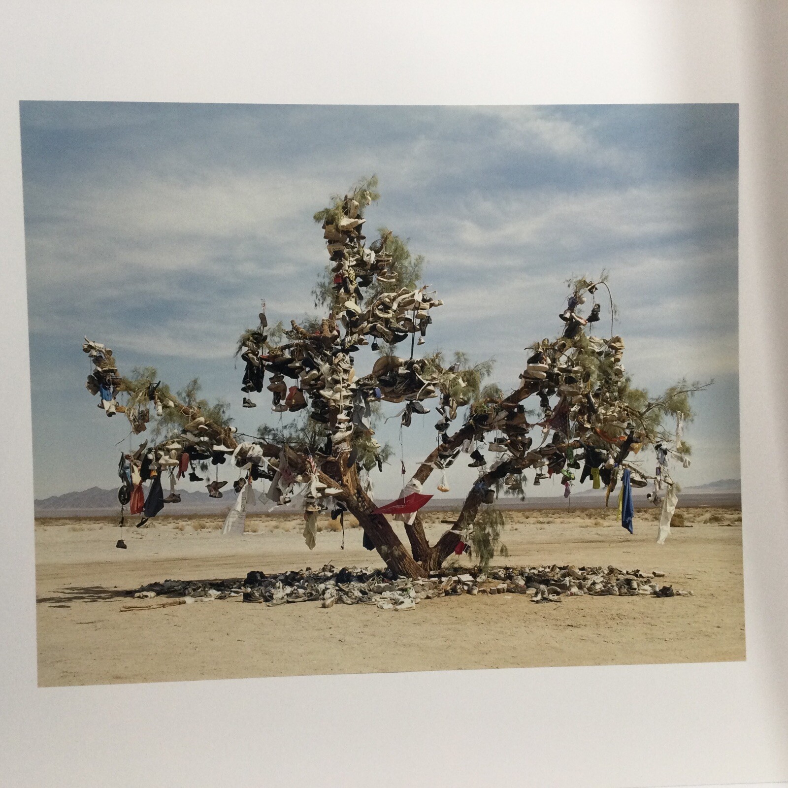 Fine Art Photograph by Matt McFarland ( Shoe Tree)2003 16” X 20”