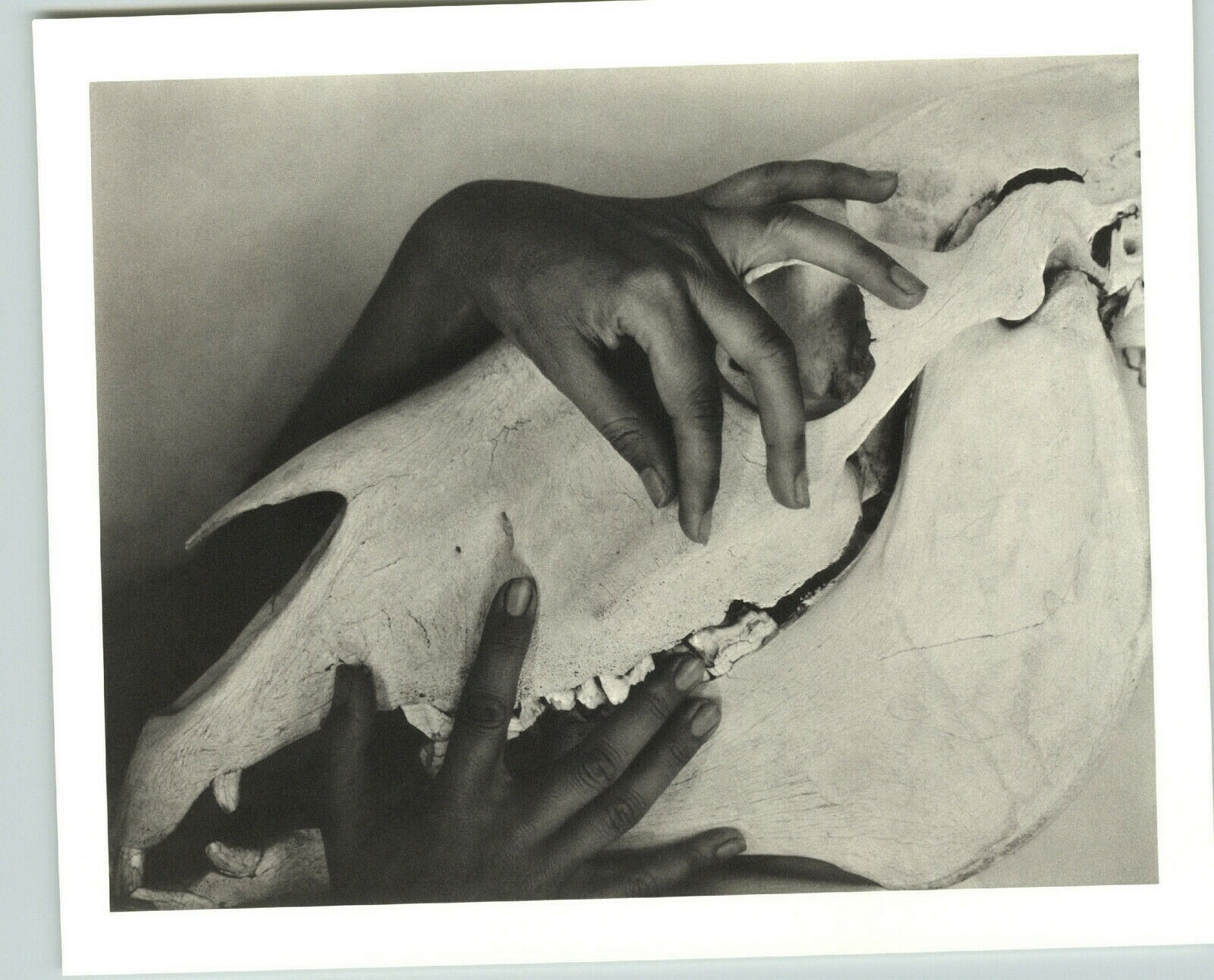 1930 1978 Alfred Stieglitz Animal Skull Hands Georgia O’Keeffe Tritone Art Photo