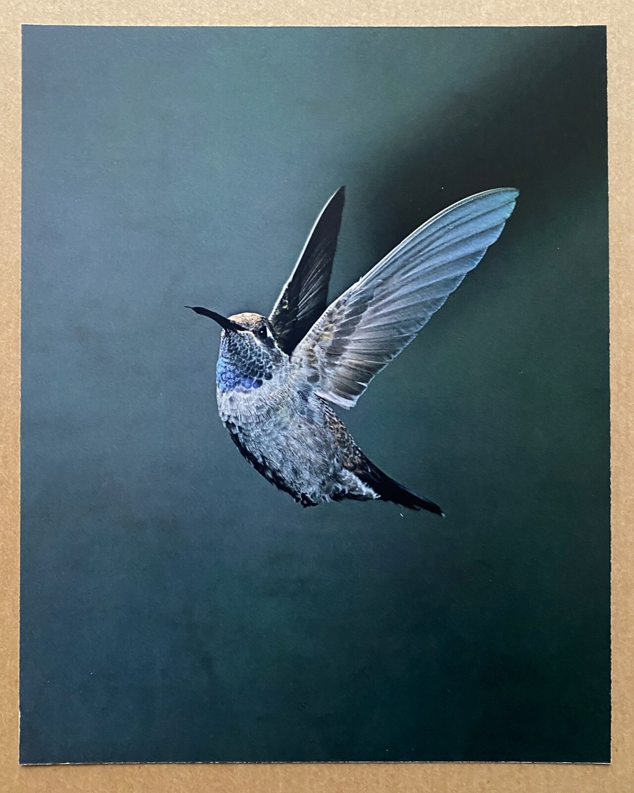 ELIOT PORTER limited edition photograph – FOUR Portfolio (2022)