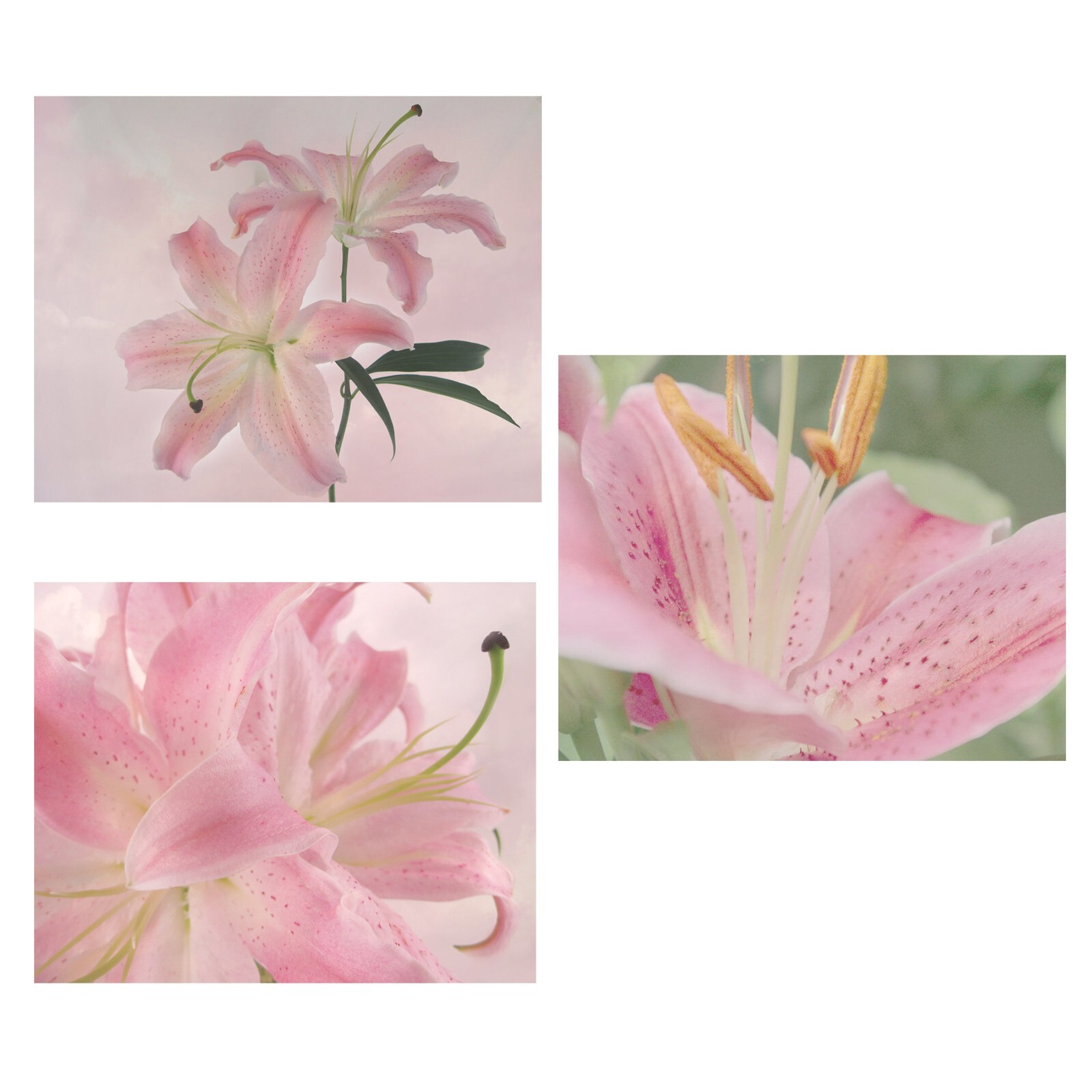 Stargazer Lily Collection Lot of 3 Original Photos 8×10 Wall Art Garden Florals