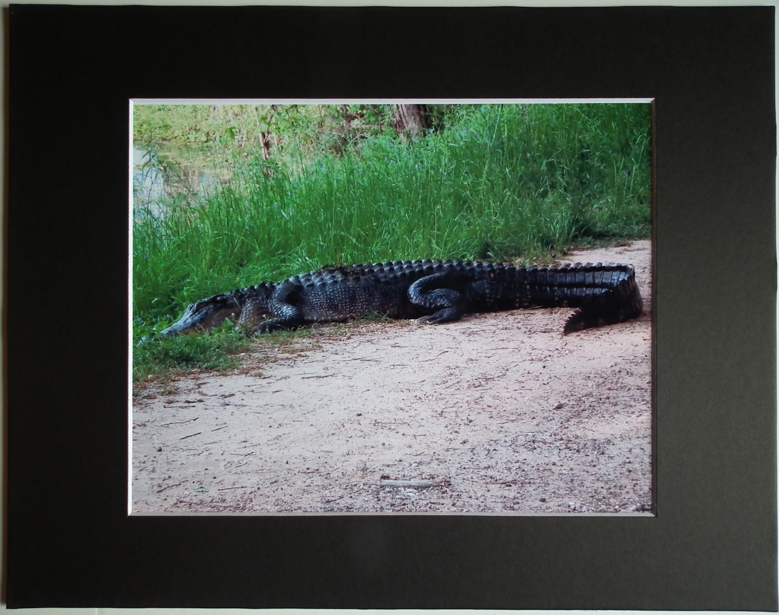 8″X10″ Wildlife Photo Mounted&Matted To 11″ X 14″ READY TO FRAME