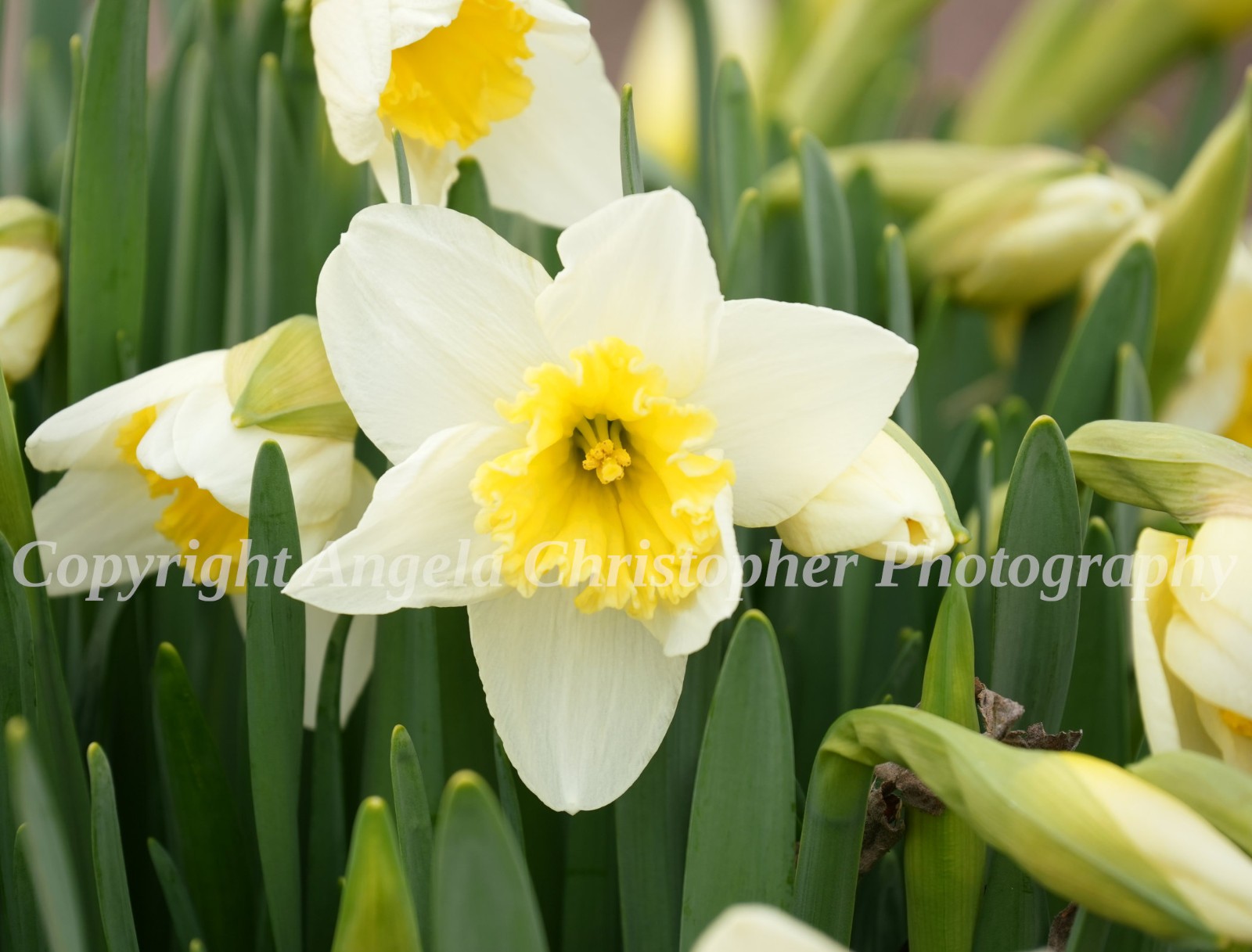 Original ACEO photo fine art print 2.5 x 3.5 inches DAFFODIL yellow white flower