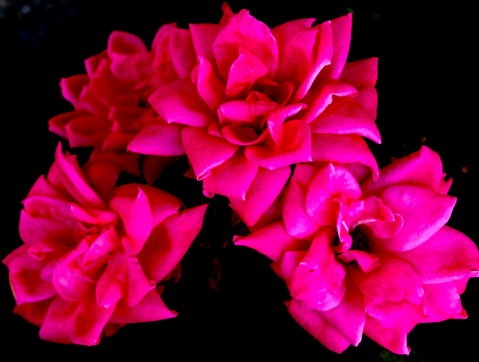 FLORAL BLISS 4×6 ” MATTED PHOTO PRINT, GREAT GIFT, FREE SHIPPING IN USA !!