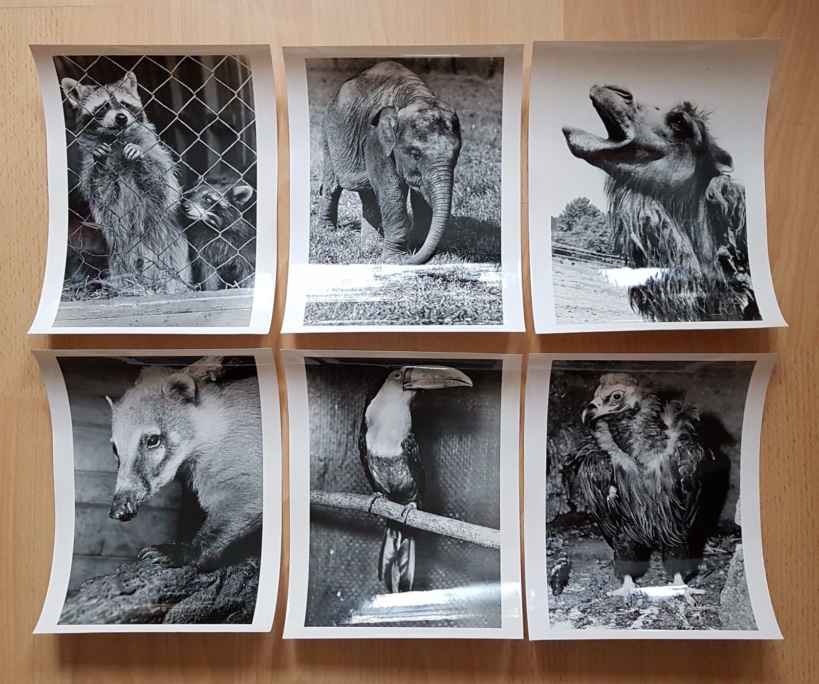 22 x animal photographs zoo Dresden around 1960/70 environment Dr. Ullrich (f16741