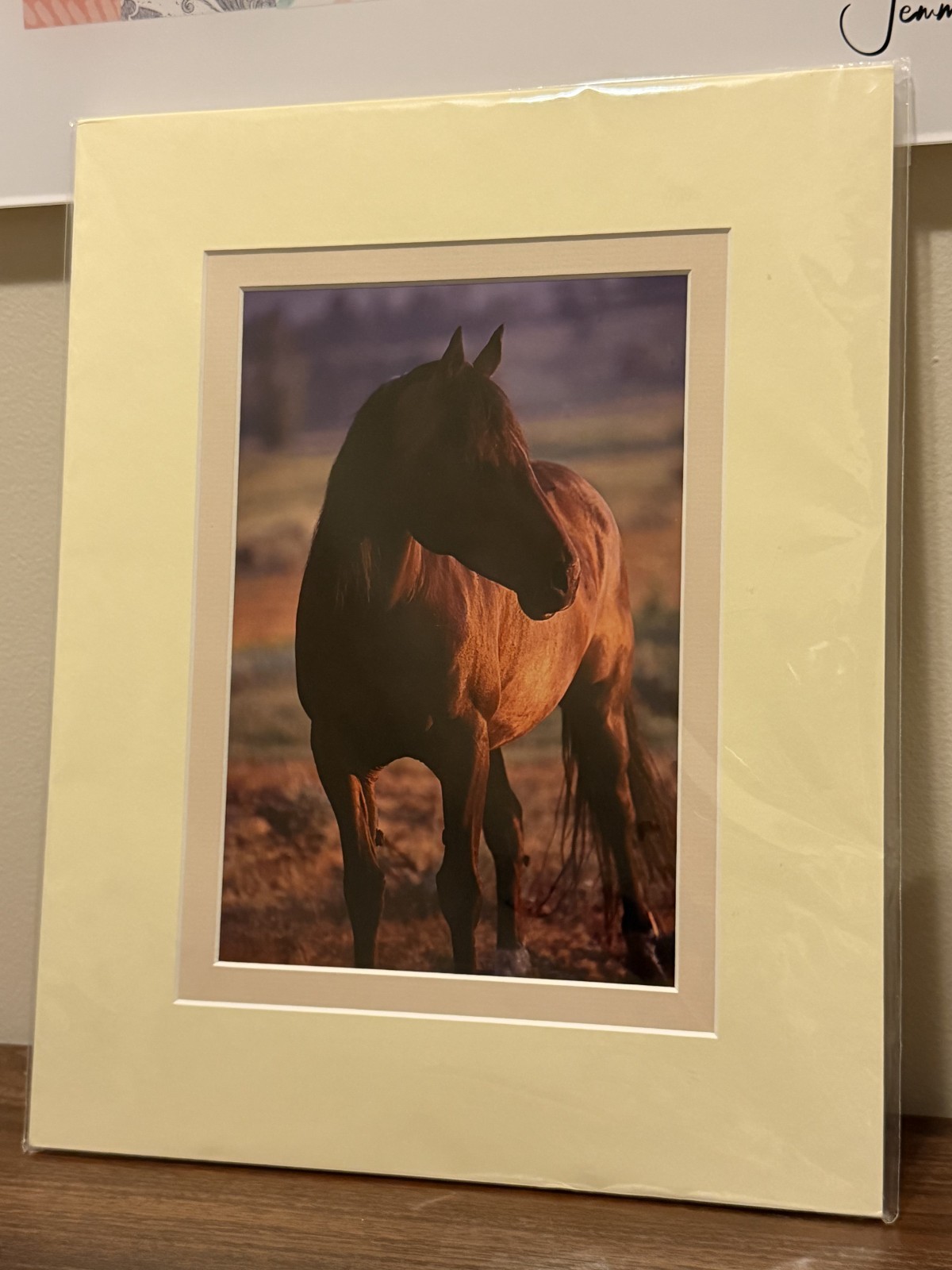 Brand new Horse Framed Photograph, Signed Shane Knight