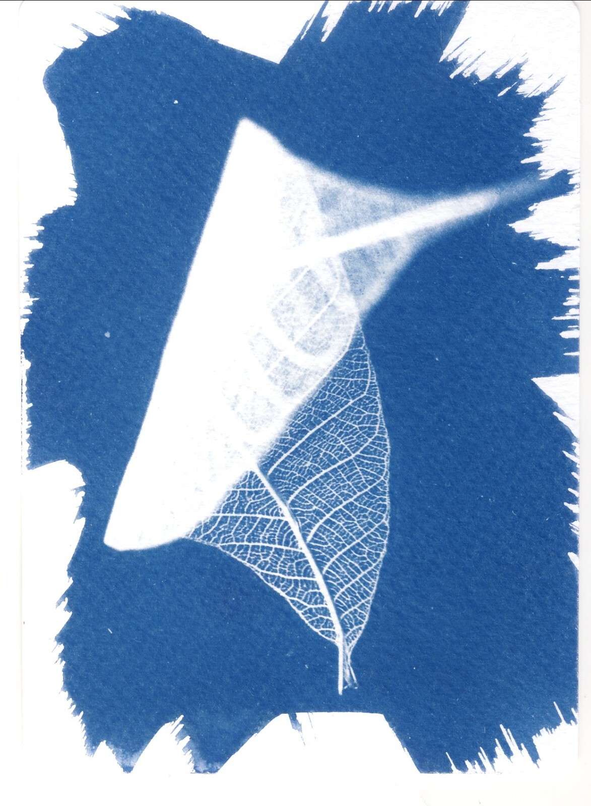 🎁 Set 13: All Handmade Photographic Cyanotype Greeting Cards Set of 12pcs 🎁
