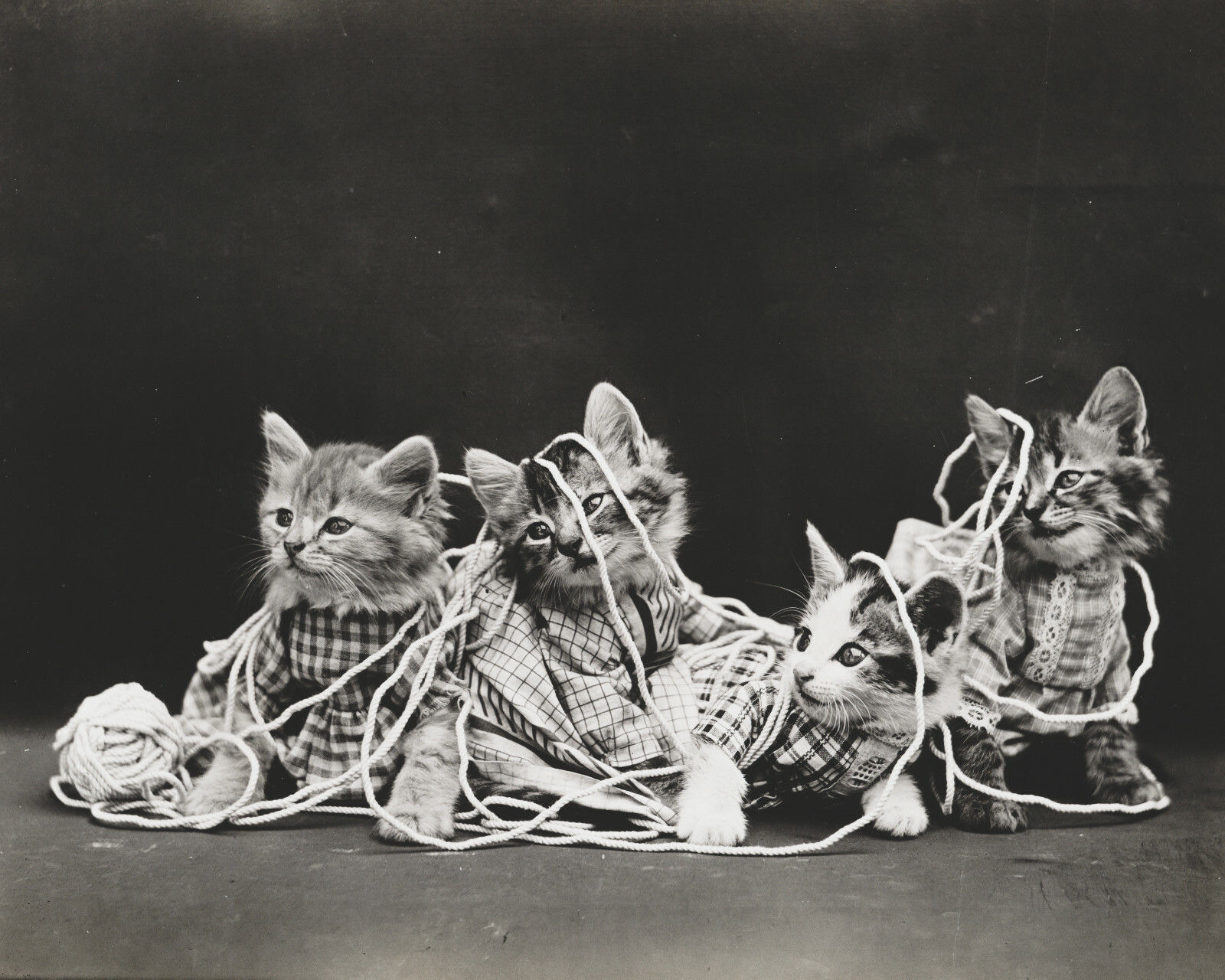 cat kitten kitty art print Harry Whittier Frees 8×10 vintage photo picture #9