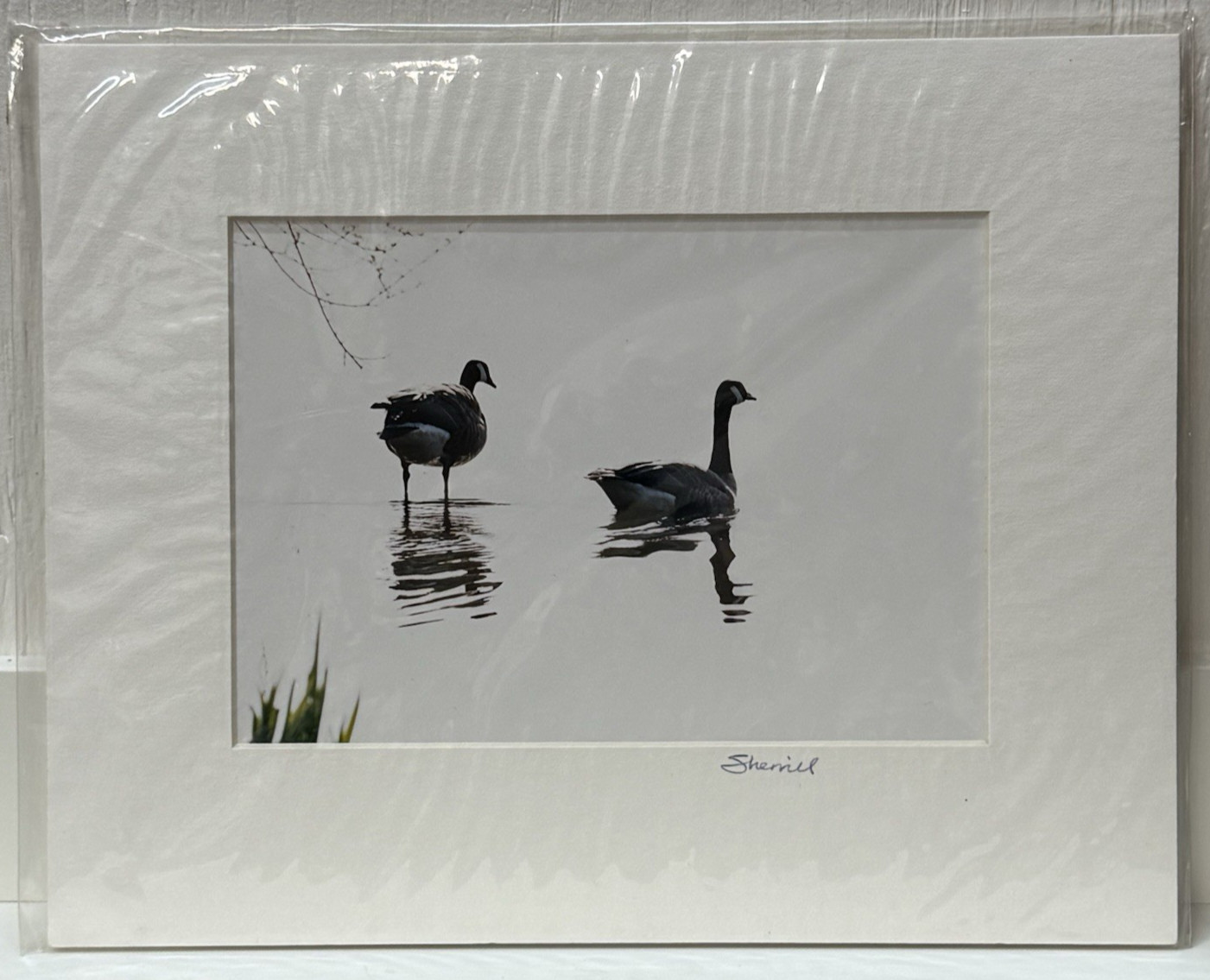 Signed Sherrill Photo Canada Geese Wildlife Bird B&W Minimalist Art Nature Decor
