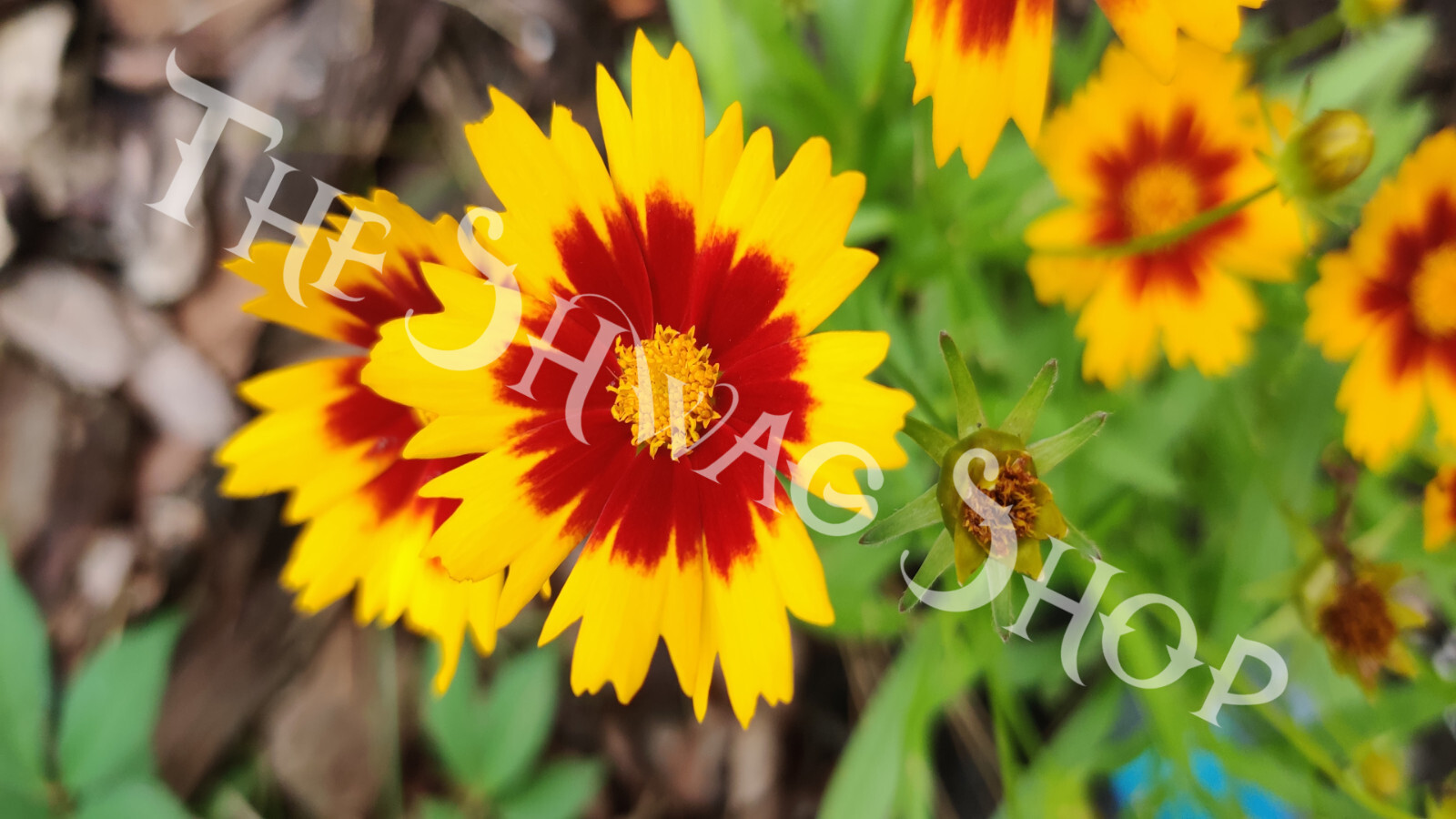 Sun Burst Background Art 1920 x 1080 pixels