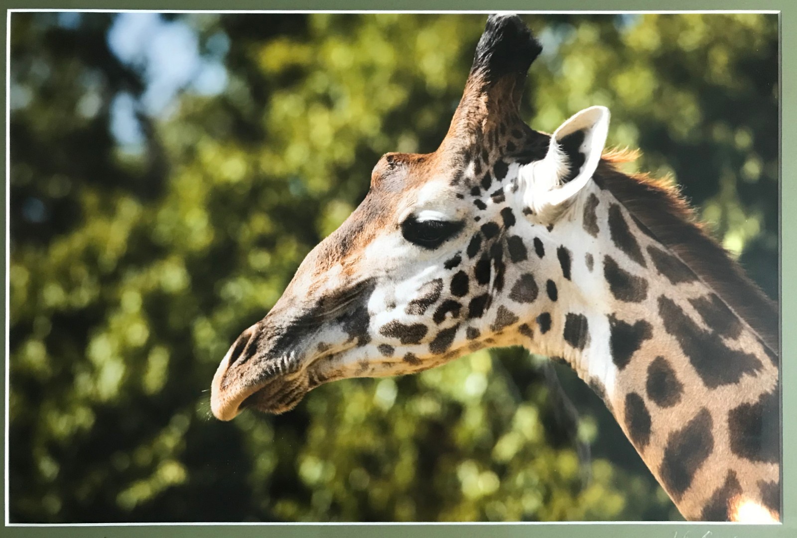 Professionally Framed & Matted: Amboselli National Park Giraffe