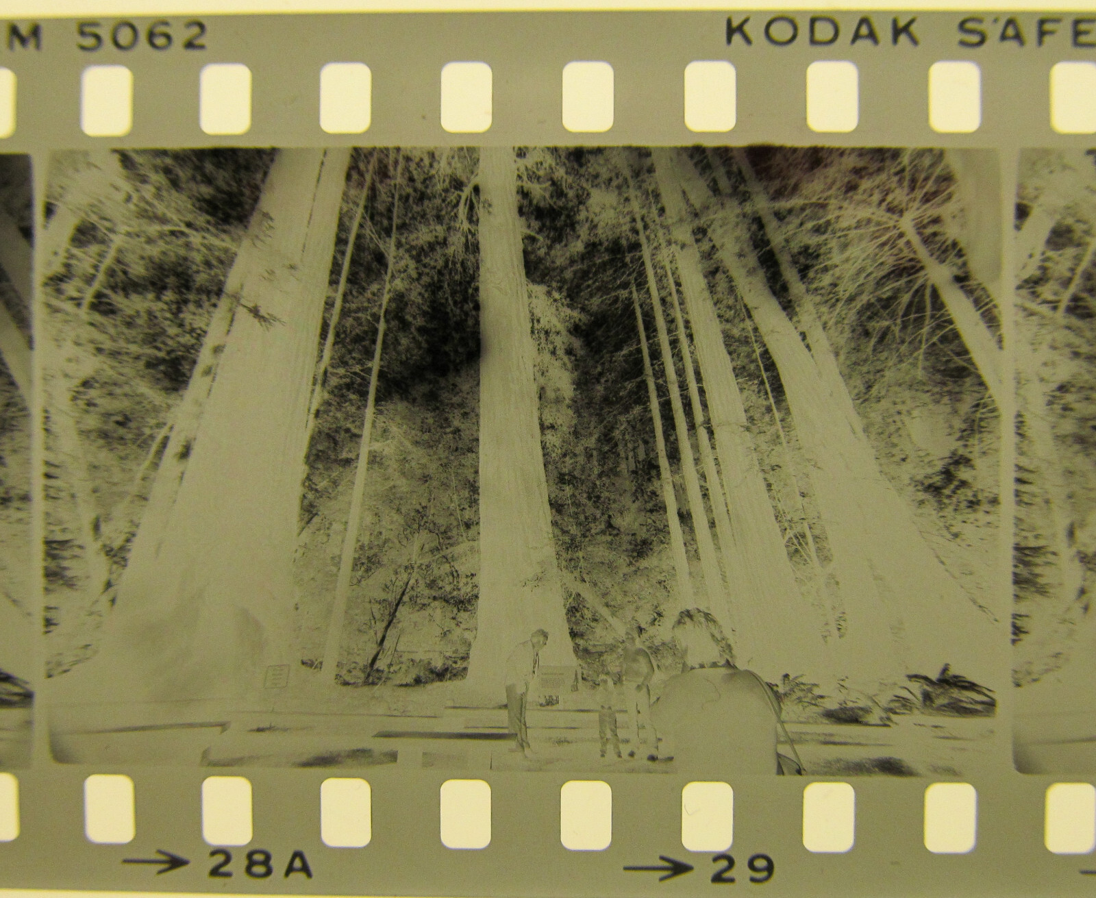 World’s Tallest Tree USA 1981 Wilfried Bauer Photographer 7 x Negative Stripes
