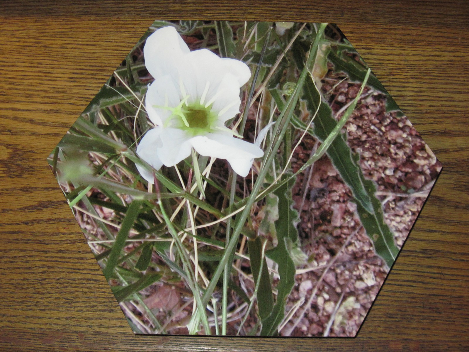 EVENING PRIMROSE, wall hanging, Printed-on-metal hexagon, Photo, 11×9.5 inches