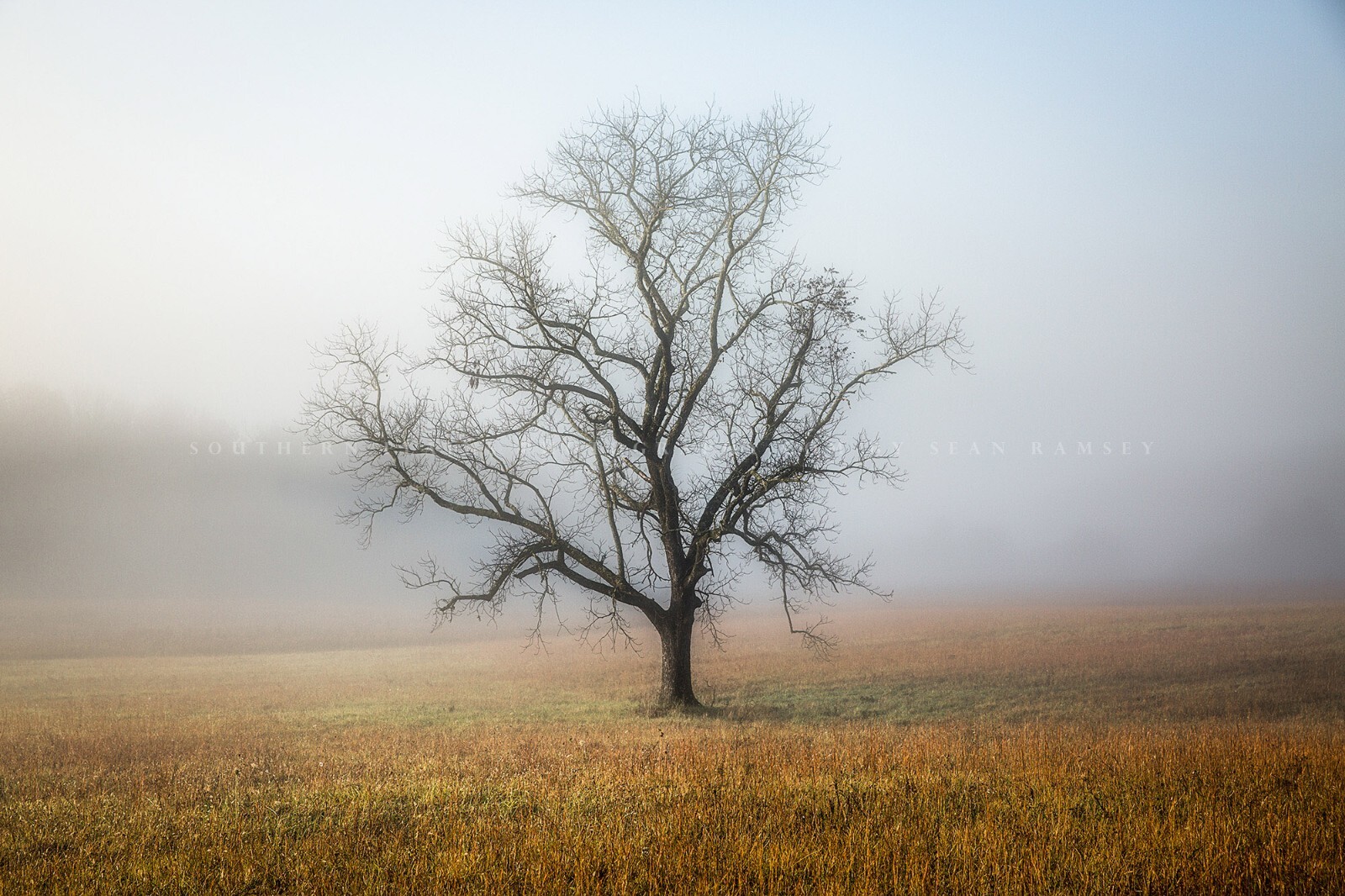 Great Smoky Mountains Photography Print: Tennessee Tree Fog Nature Smokies Photo