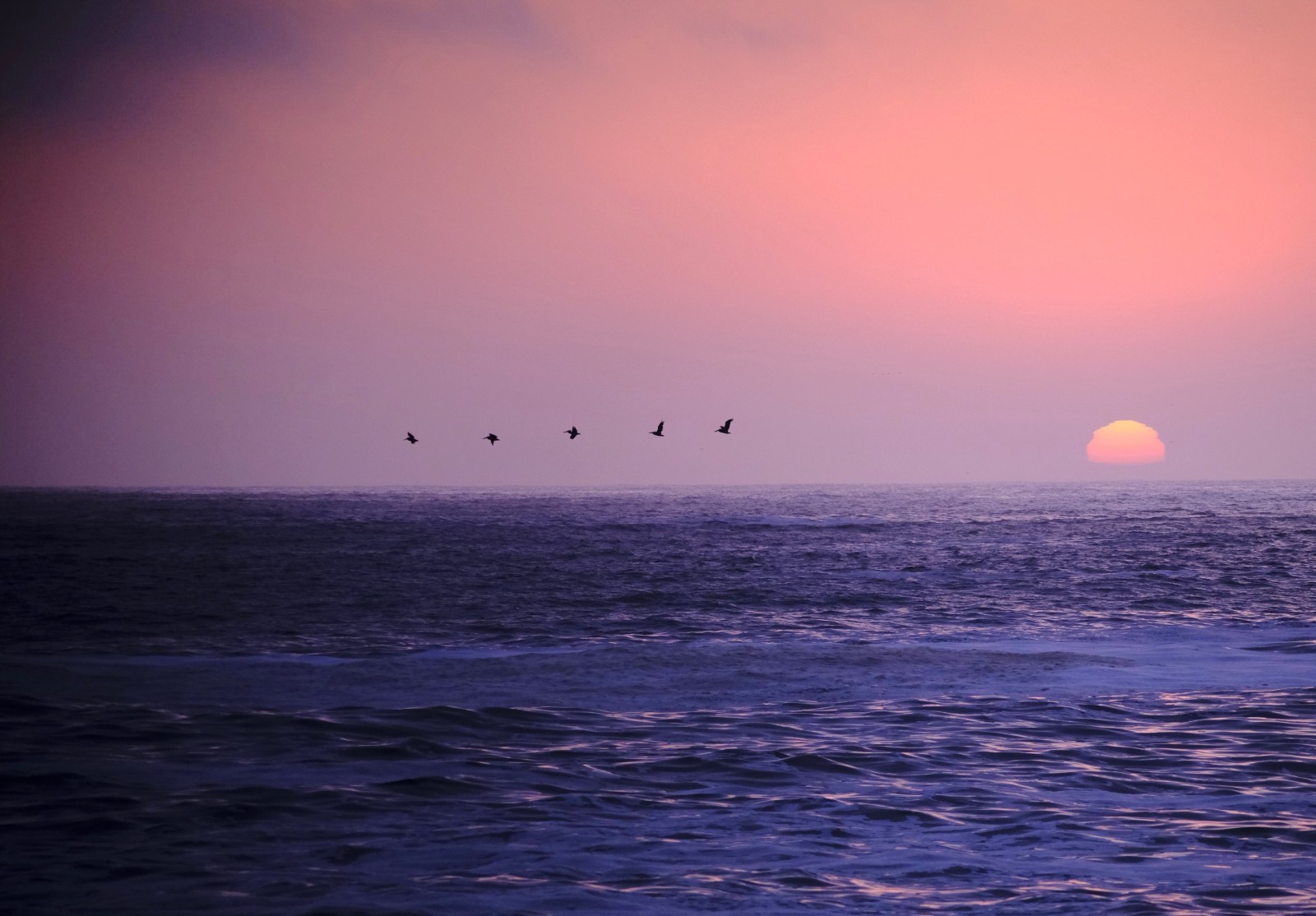 Pelicans Crossing the Sun Jenner California Stunning Sunset 8×10 Fine Art Print