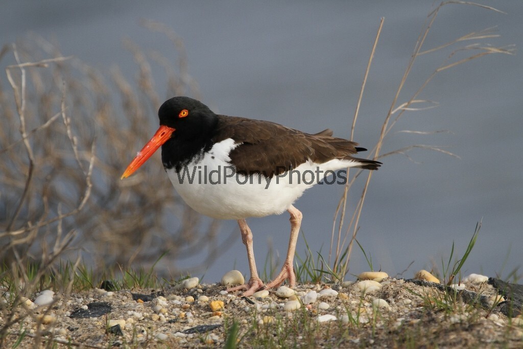 Oystercatcher on the Dune Photo – Various Sizes