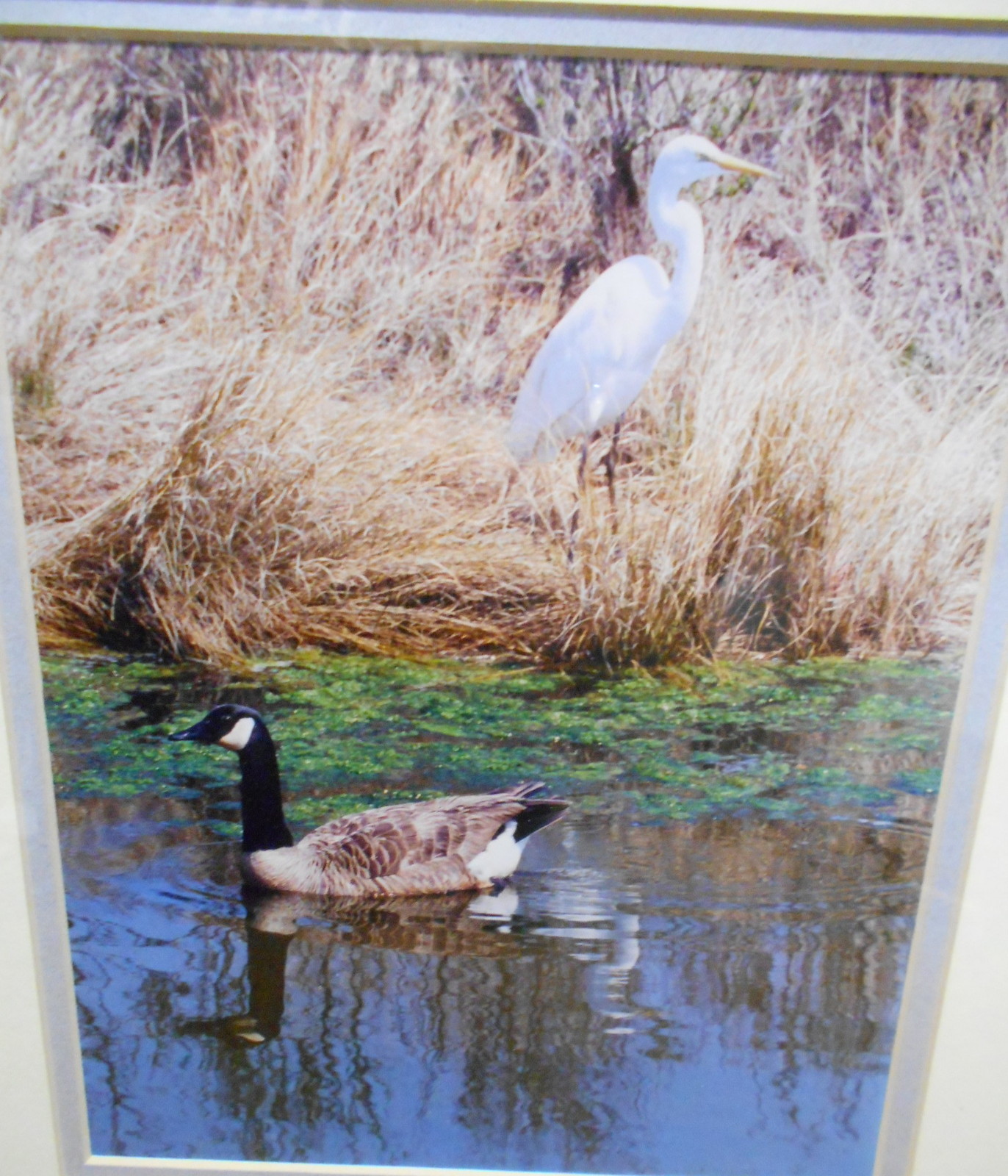 Framed Photograph – Waterfowl – “Spring Feathers” – Hope Dayhoff