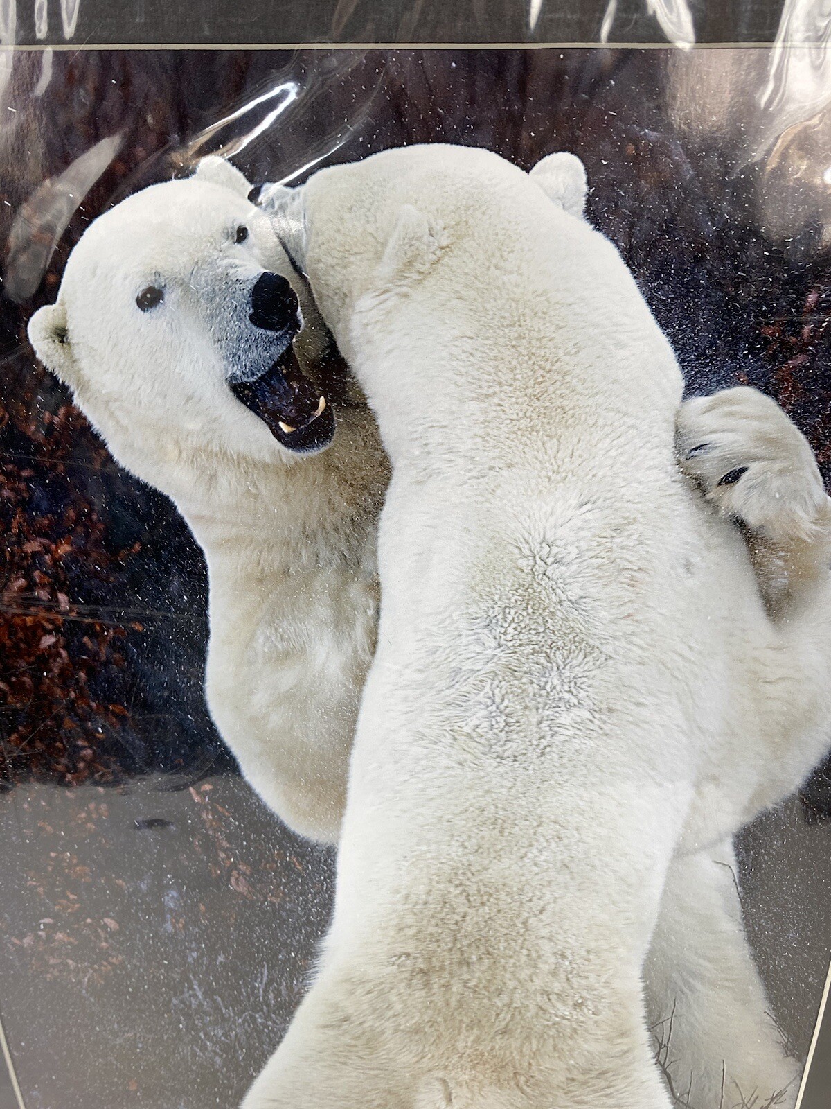 Harriet Smith Two Fighting Polar Bears Wildlife Art Photo Print