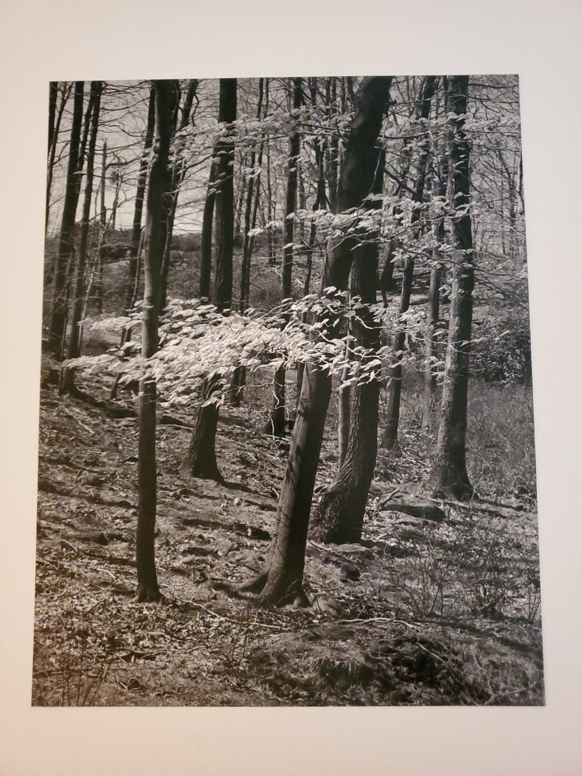TREES FOREST LEAVES ORIGINAL SIGNED ART PHOTO B&W STETTNER VTG MATTE NJ CAMERA
