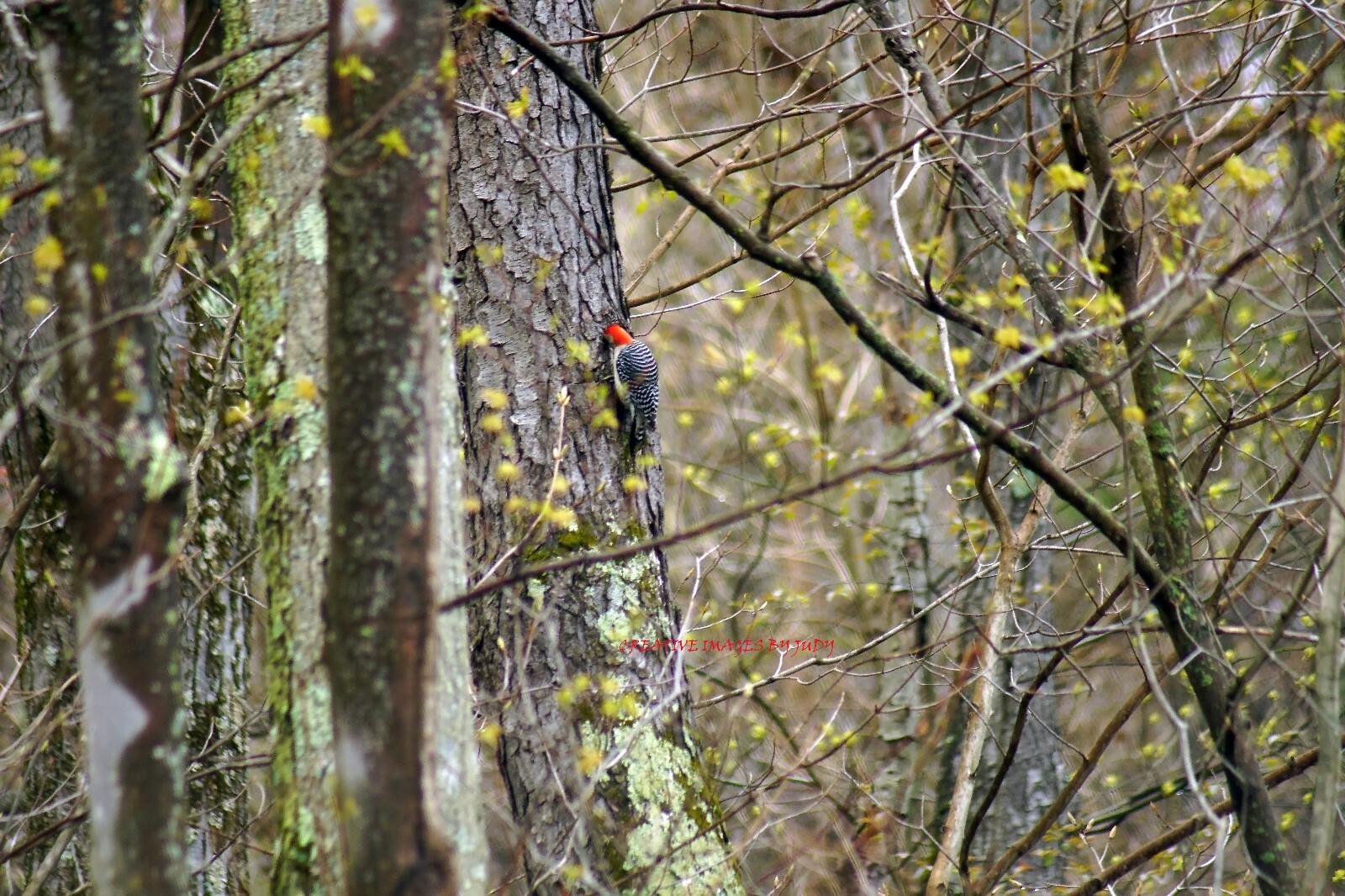 “I’m Stuck!” Red Bellied Woodpecker Wall Art