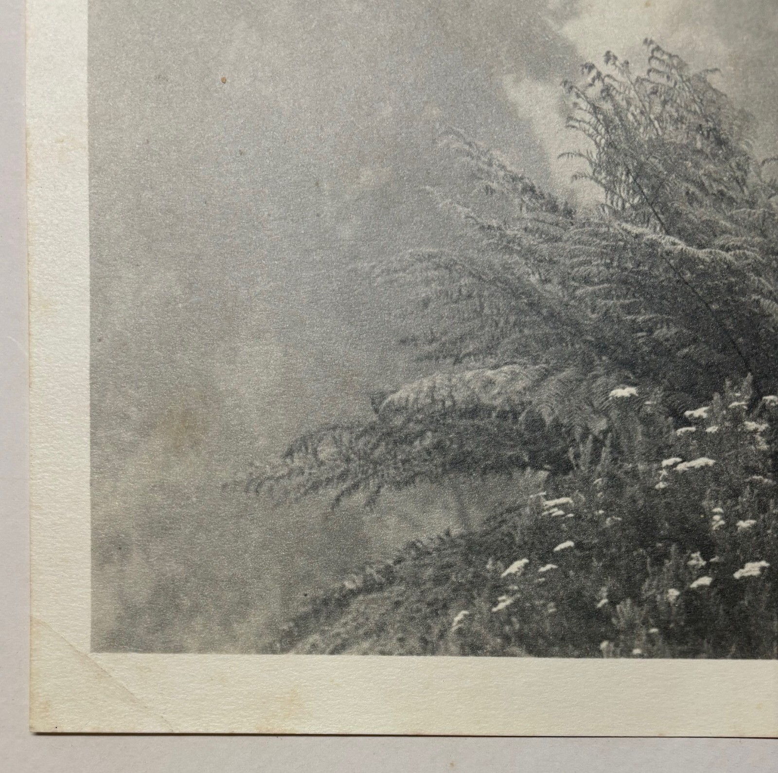 Rare JOHN B EATON ‘Ferns in Misty Landscape’ AUSTRALIA PICTORIALIST Signed PHOTO