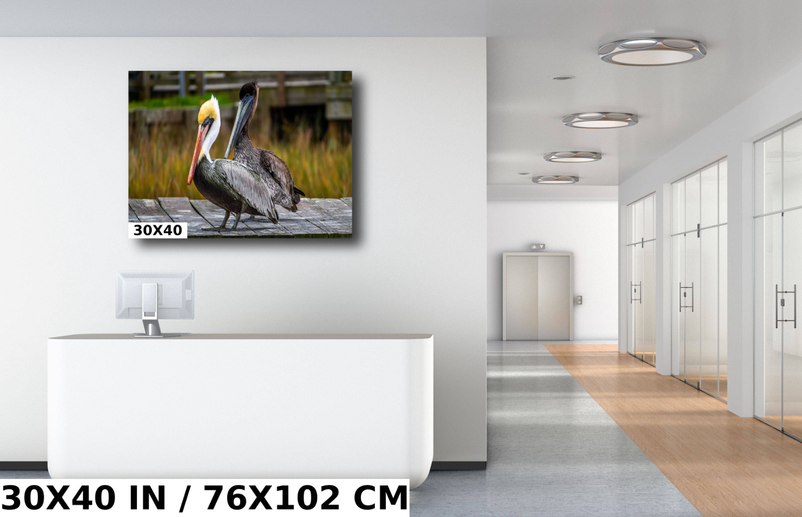 On The Wings of Love: Brown Pelican Male and Female Wall Art