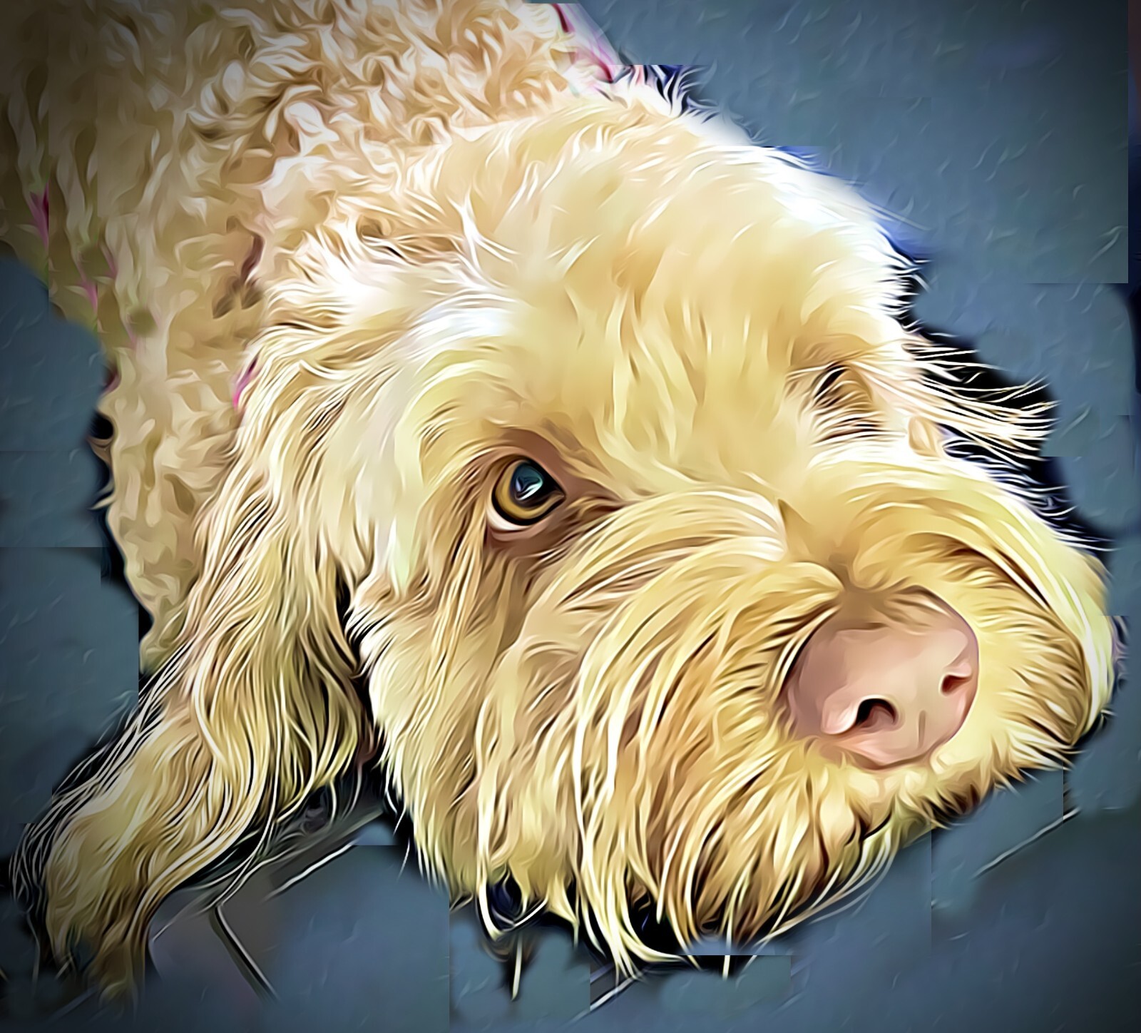MyPet Image Photography – creating an artistic rendition of your pet’s photo