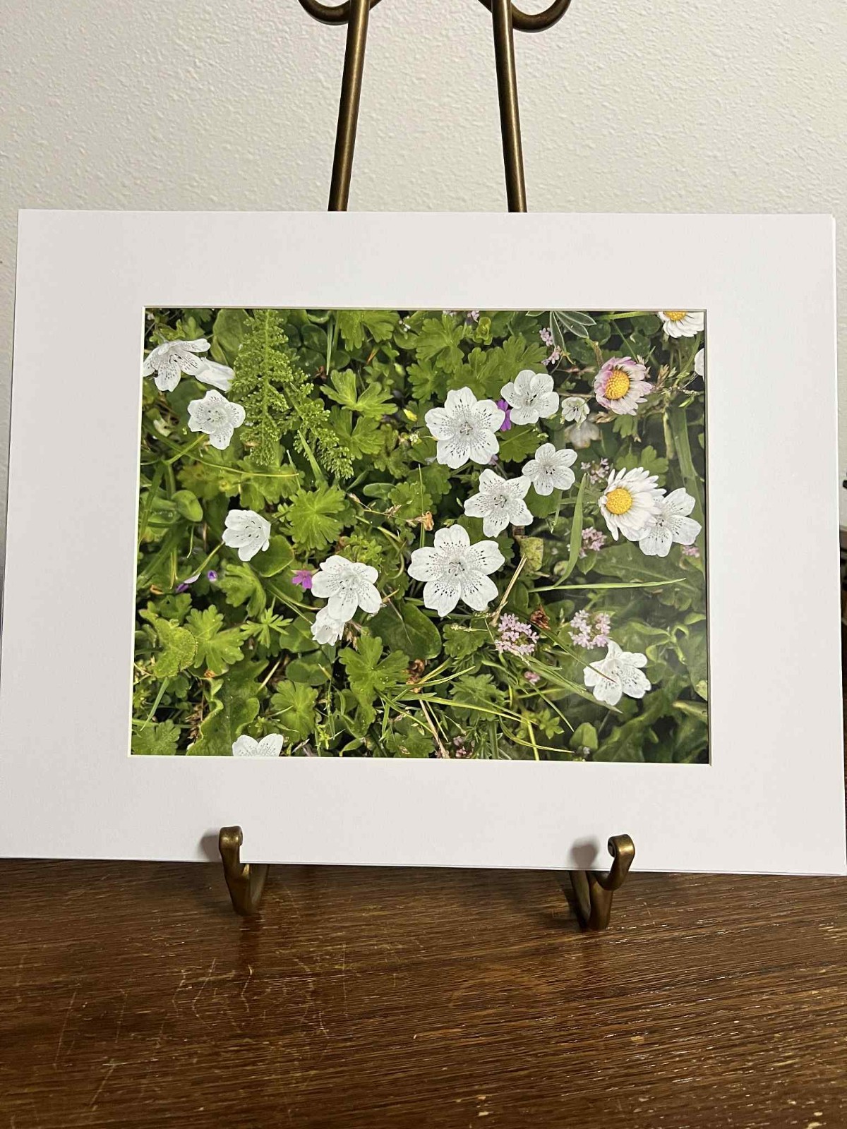 Baby Blue Eyes White Wildflowers Matted 8×10 Oregon Coastline Signed Print Bates