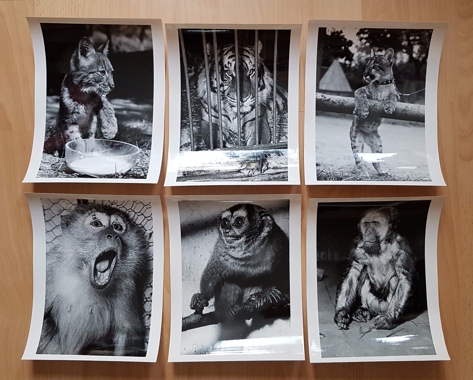 22 x animal photographs zoo Dresden around 1960/70 environment Dr. Ullrich (f16741