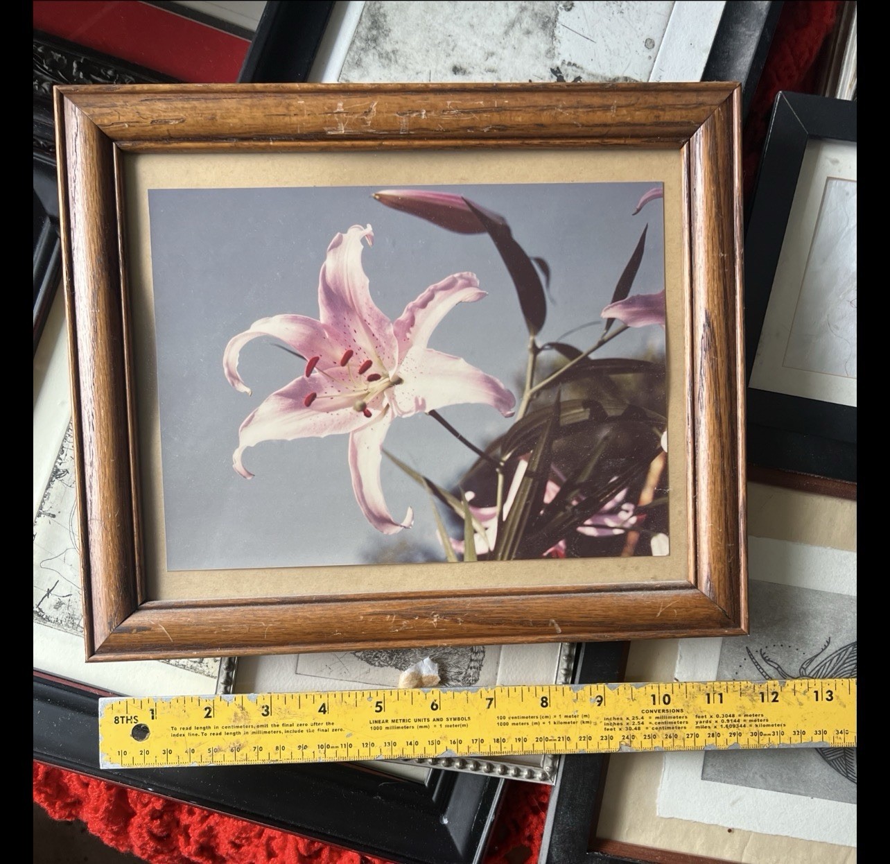 Vintage Original Art Photo In Wood Frame Stargazer Lily Portland Oregon