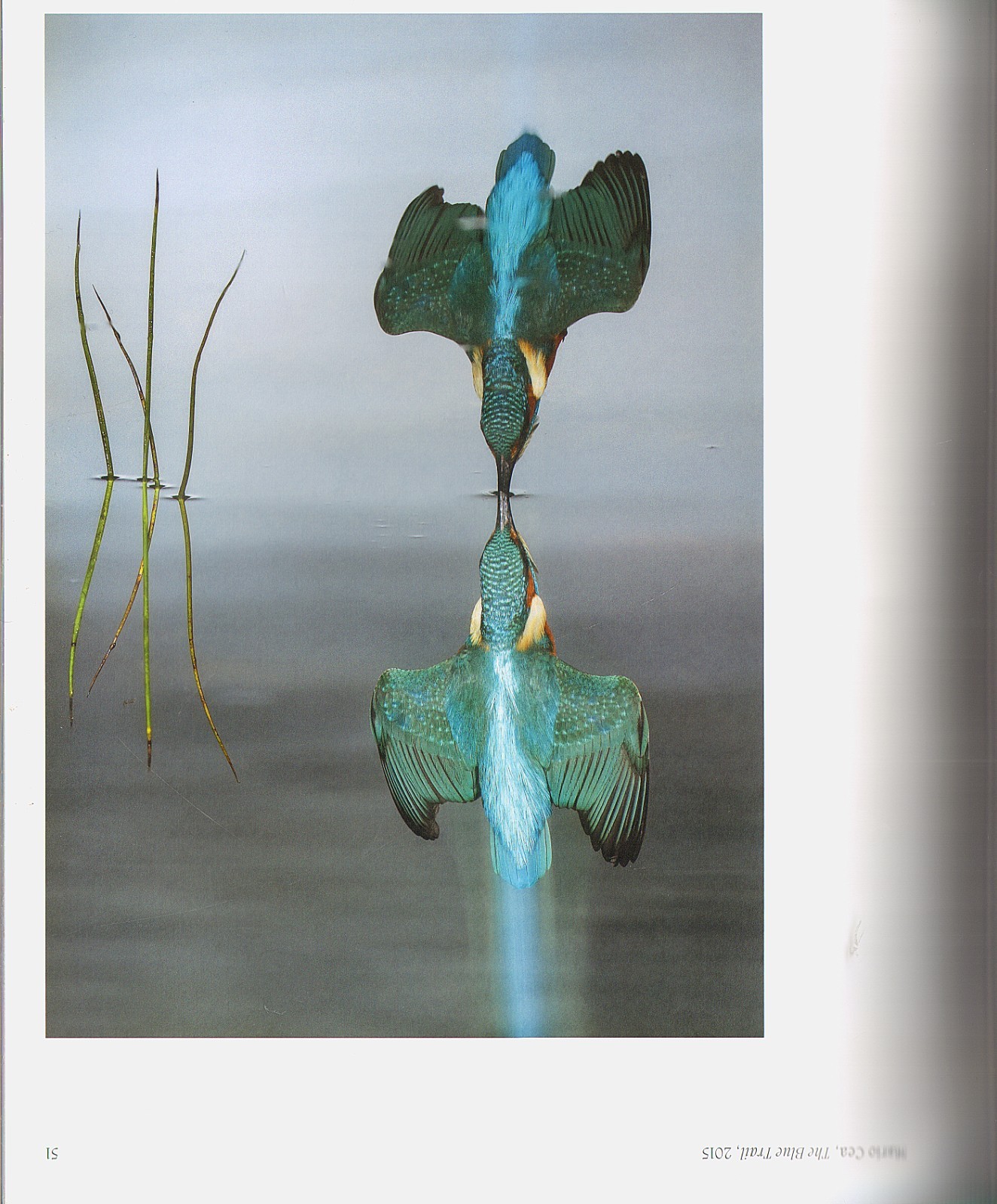 AVIARY: The Bird in Contemporary Photography by Ewing/Exquisite images/NEW/HB