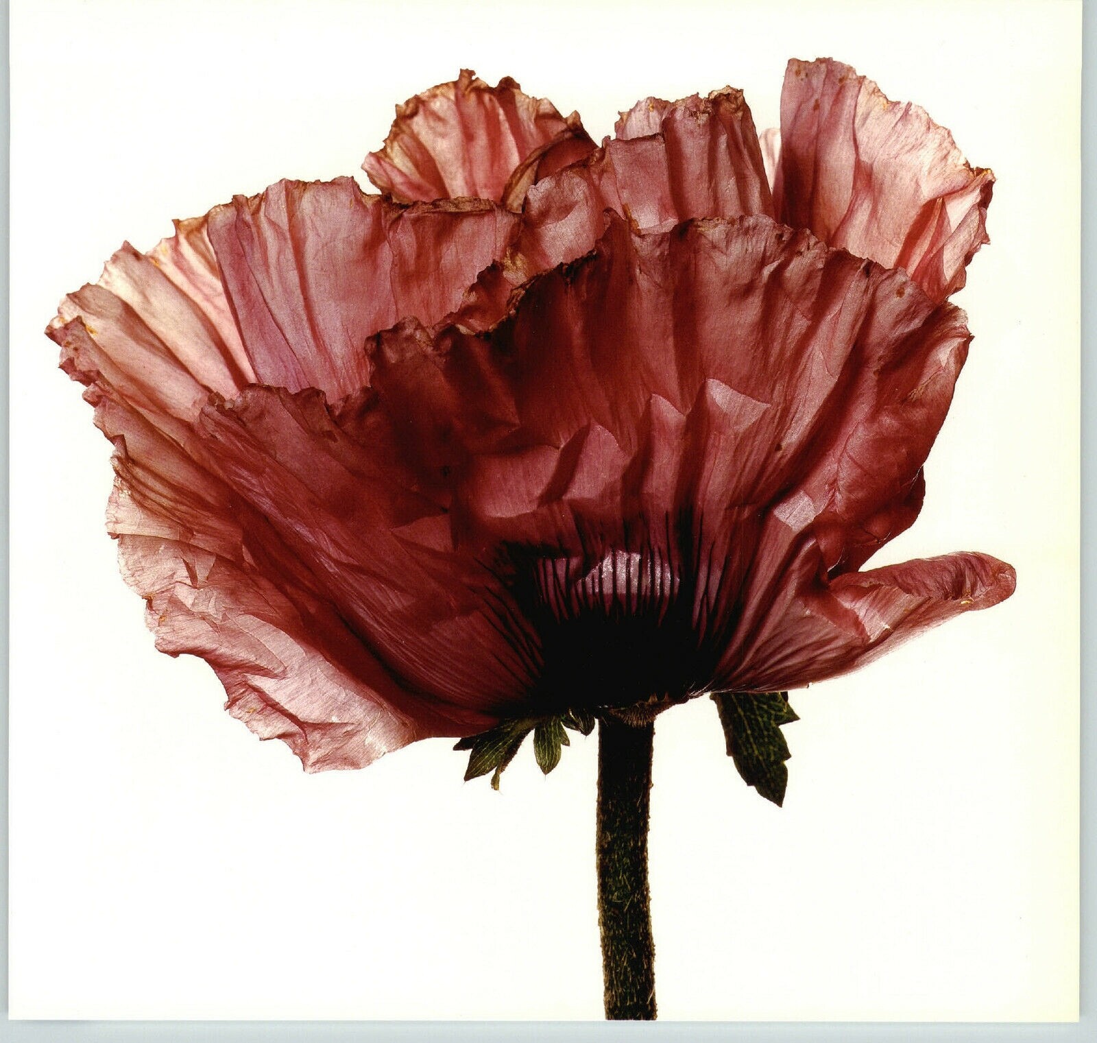 1980 Irving Penn ORIGINAL Lavender Glory Poppy Flower Art Photo 11″ X 14″