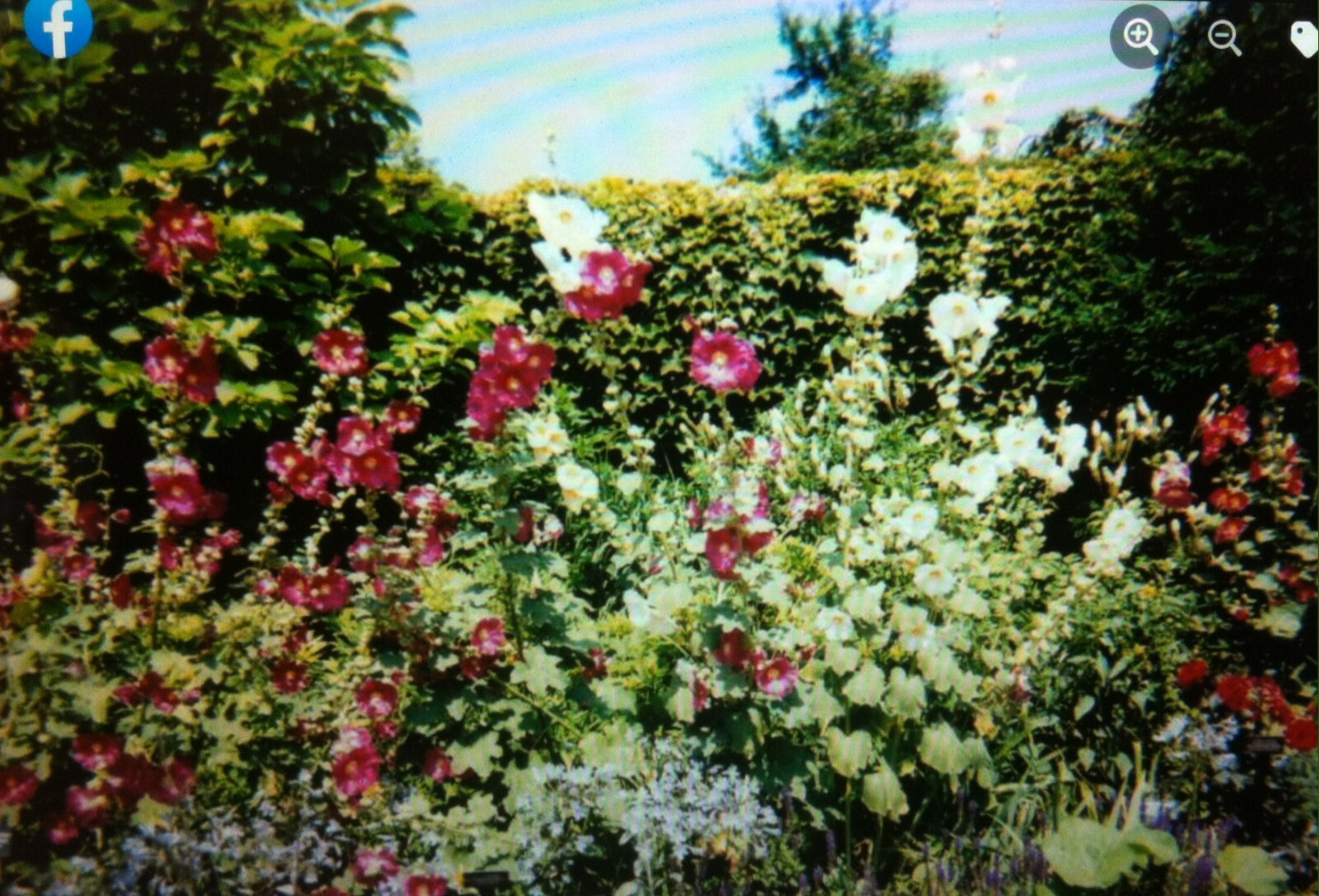 Archival Print of Original  Photograph- “Flower Bed in the Sun”  8 x 10 inches 