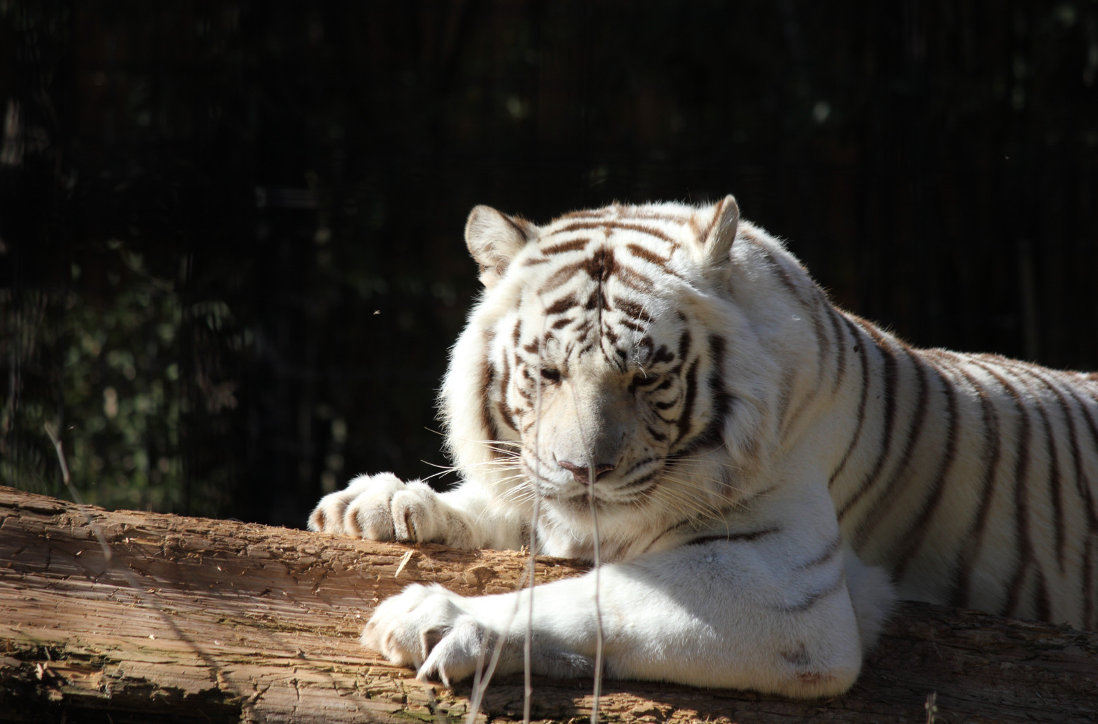White Bengal Tiger Background | Wildlife Portrait Photo | High‑Res – 000