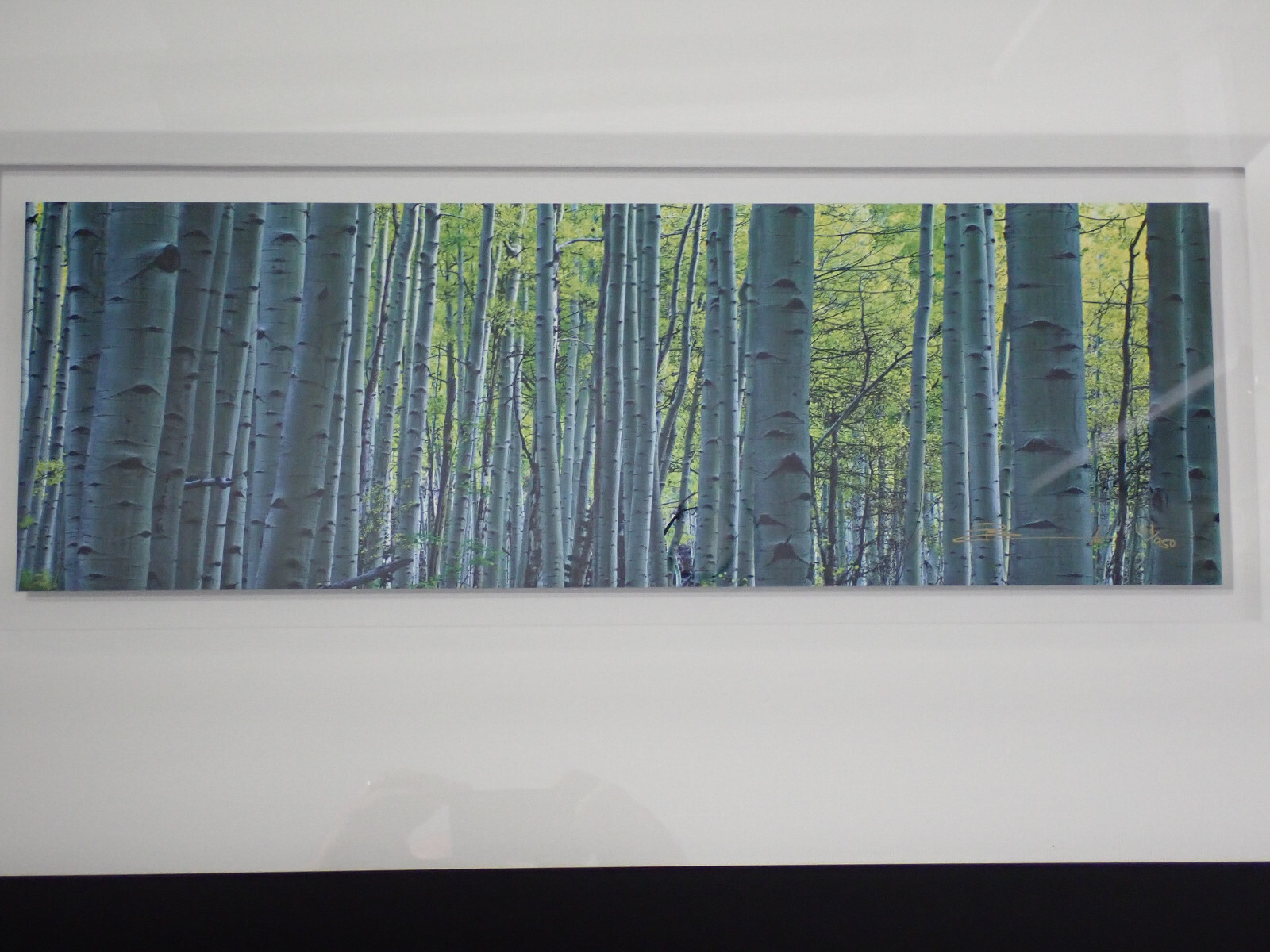 Peter Lik “Endless Birches” Birch Trees Photograph 163/950