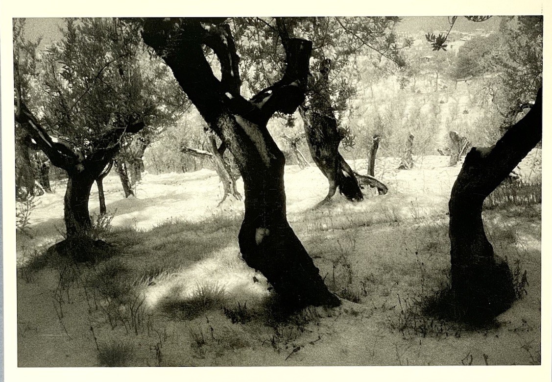 Villa Gamberaia, Settignano, Italy 1987 Fotofolio Art Print Card Marcus Lippman