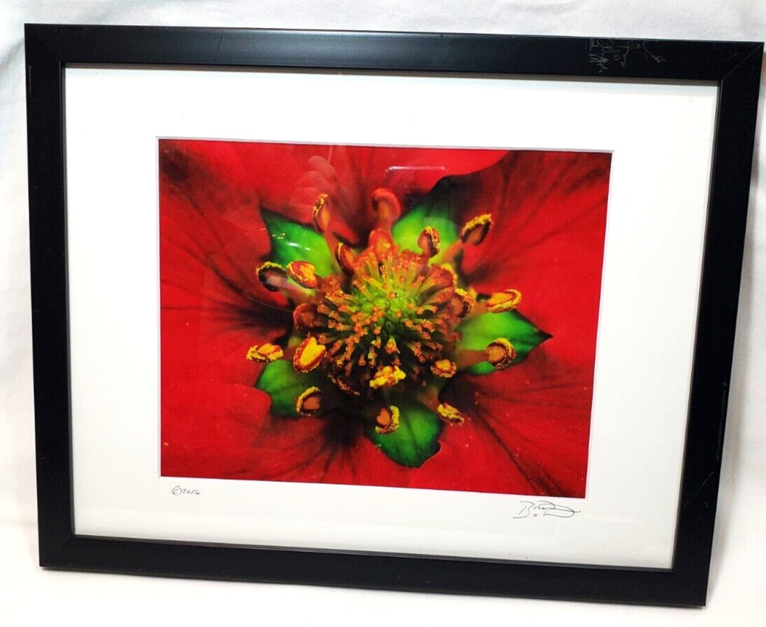 Inside the Flower Brilliant Red Photo Signed an Dated Matted an Framed 12″x15″