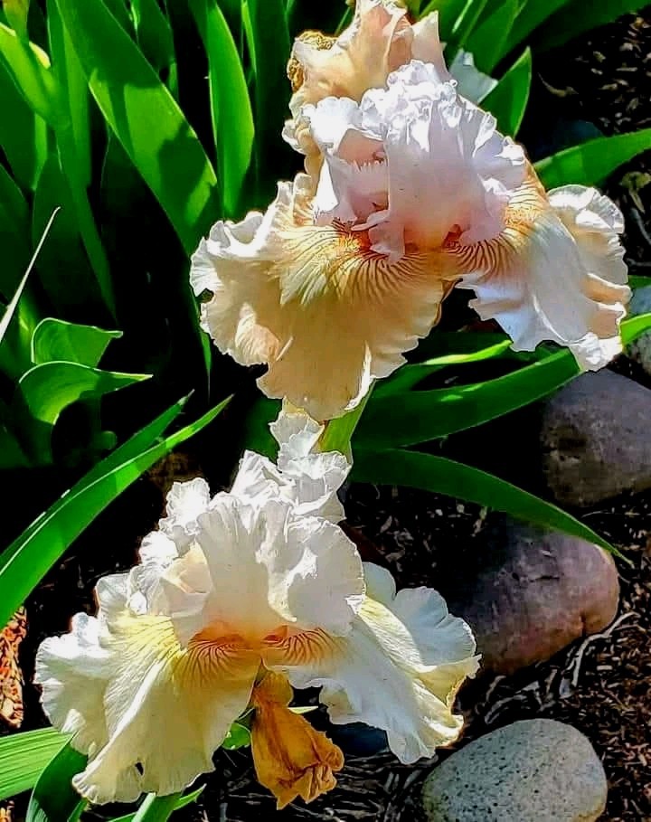 8 “x 10” Peach Irises AZ Print Bluebonster-Art, Hand Signed/ Numbered